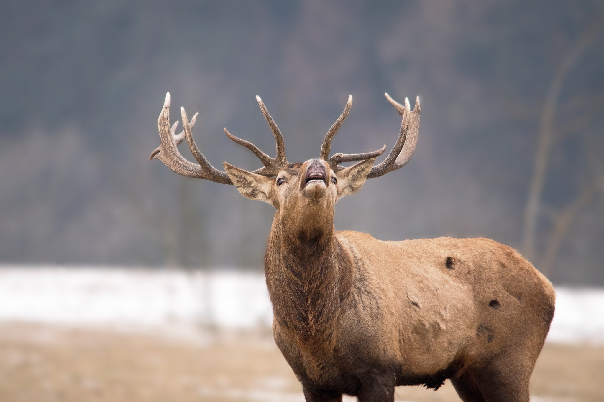 Sony ILCA-77M2 sample photo. Jeleń szlachetny (cervus elaphus) photography