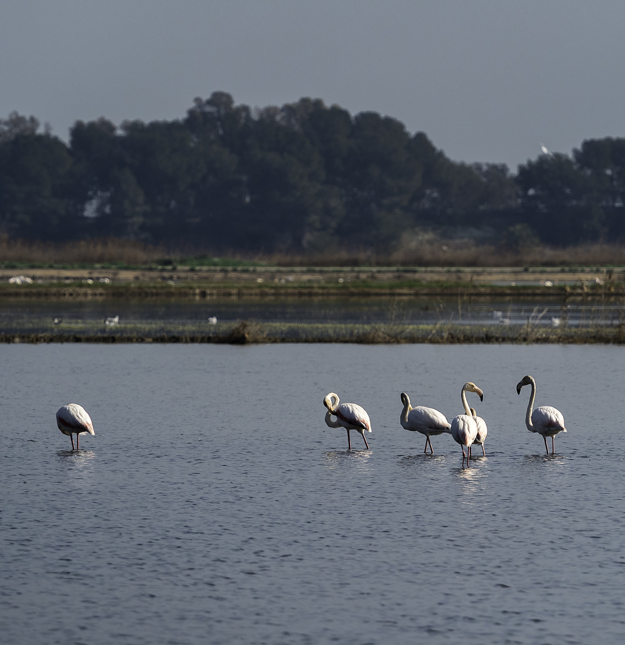 Olympus OM-D E-M5 II + Olympus M.Zuiko Digital ED 40-150mm F2.8 Pro sample photo. Albufera of valencia photography