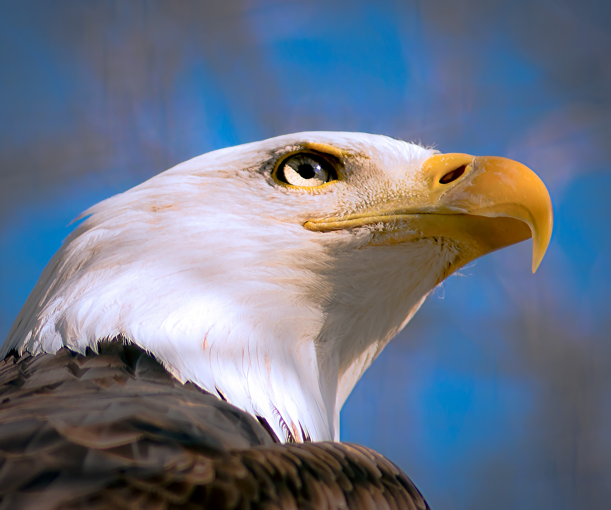 AF Nikkor 180mm f/2.8 IF-ED sample photo. Proud eagle photography