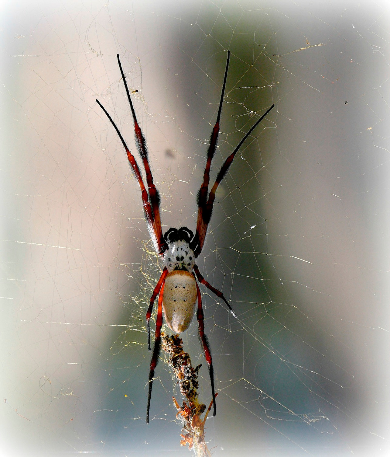 Panasonic Lumix DMC-GH3 + LEICA DG 100-400/F4.0-6.3 sample photo. Orb weaver photography