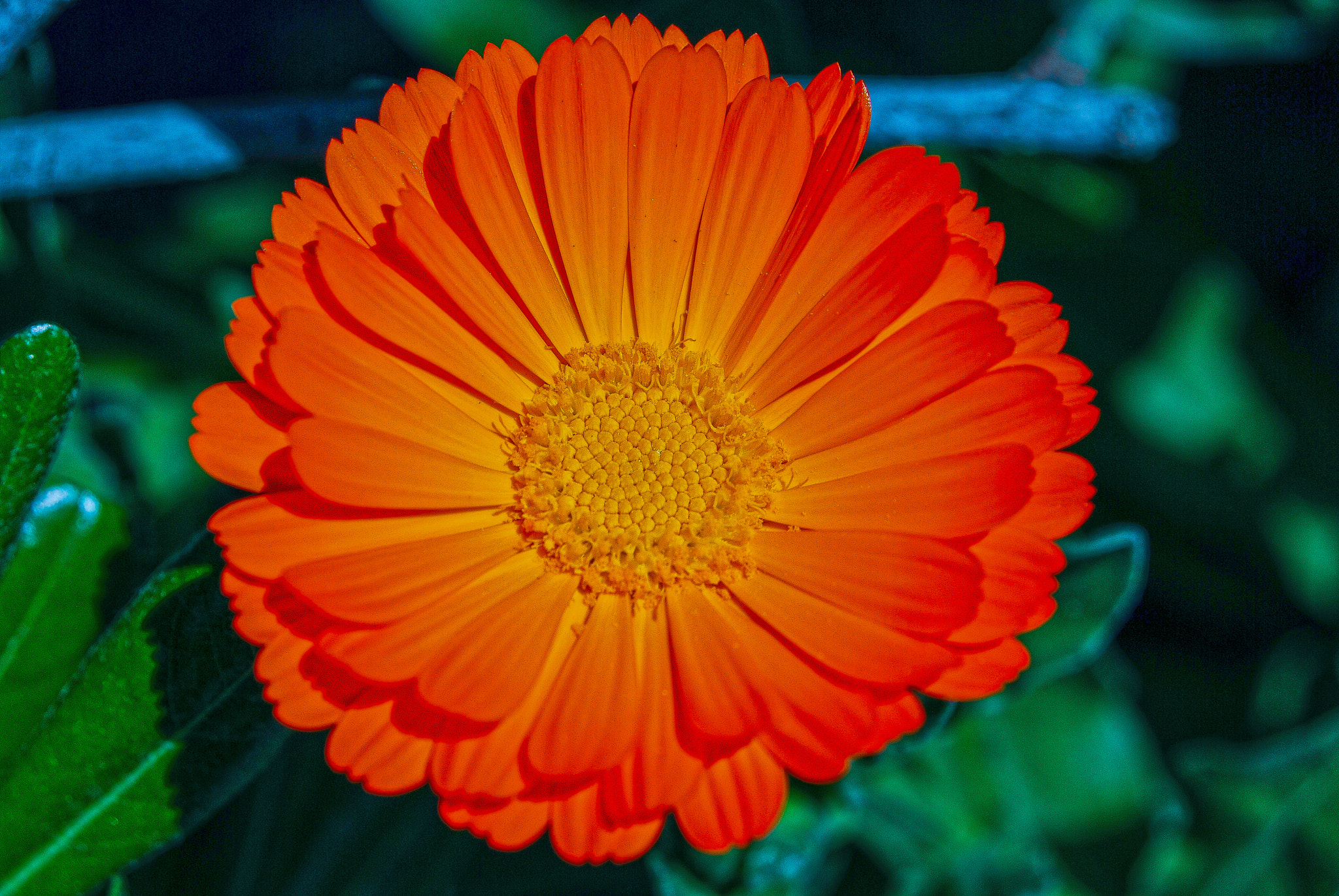 AF Zoom-Nikkor 35-80mm f/4-5.6D N sample photo. Flower photography