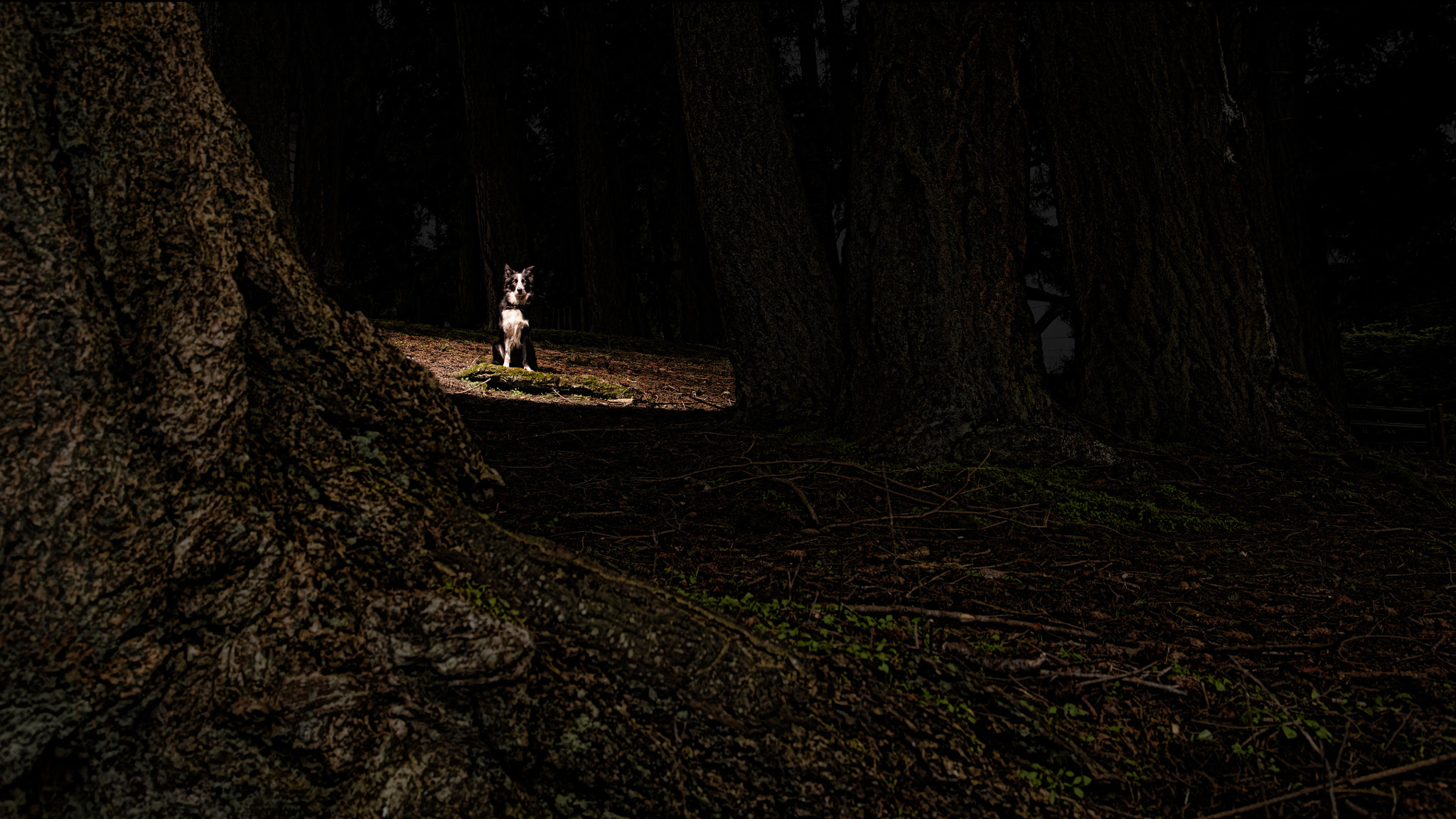 Canon EOS 5DS + Canon EF 24-105mm F4L IS USM sample photo. Alone in the woods photography