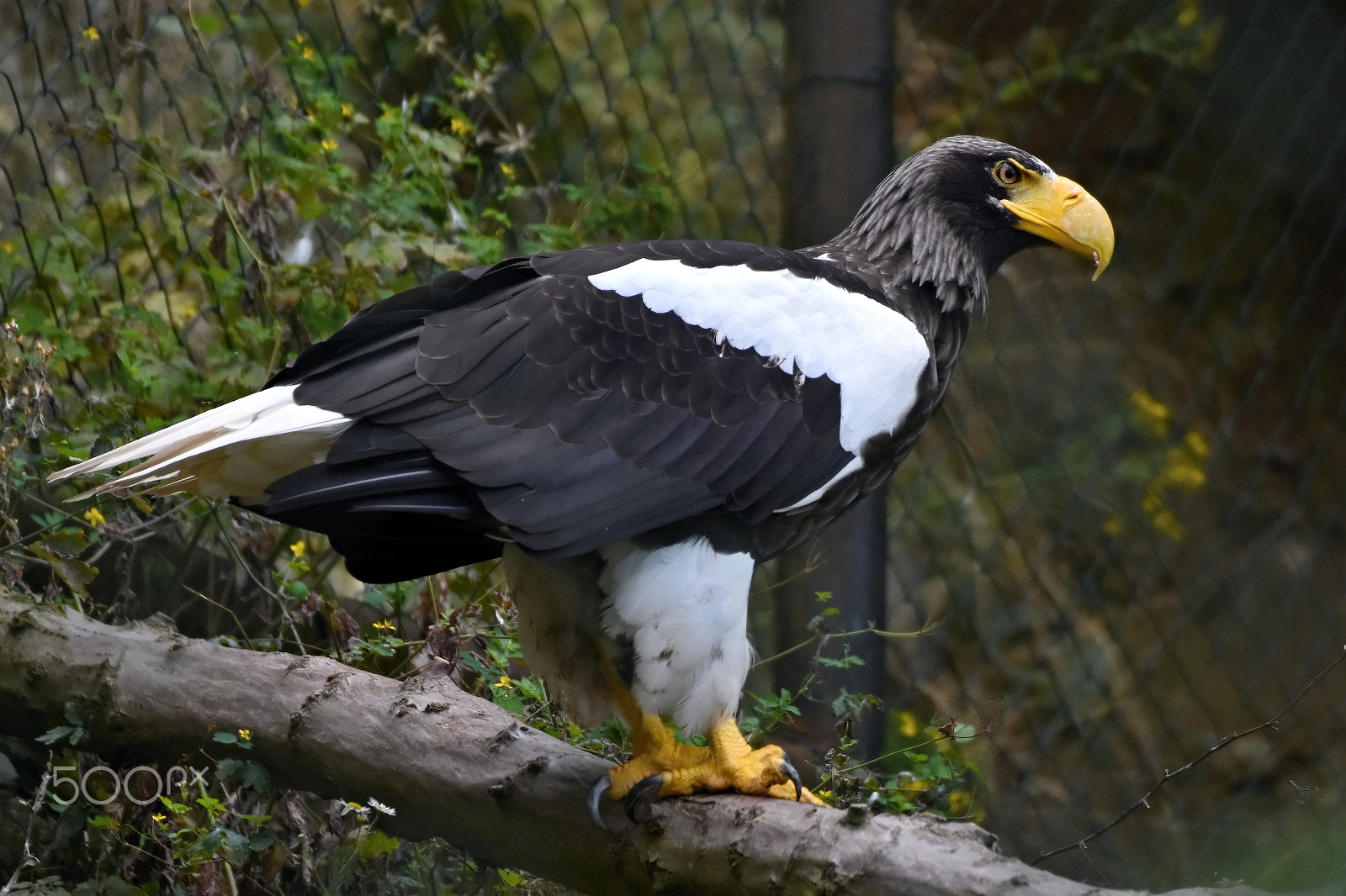 Nikon D7200 sample photo. Steller's sea eagle photography