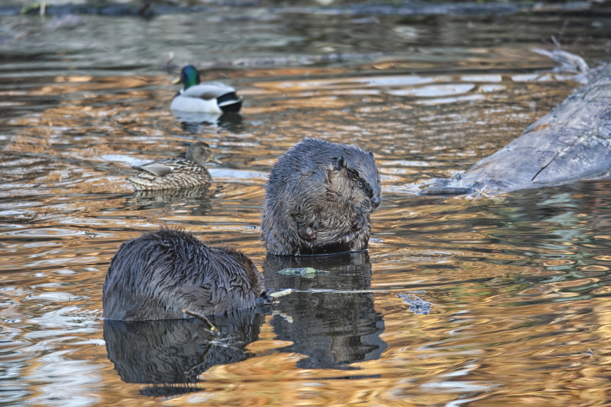 Canon EF 600mm f/4L IS sample photo. Beavers and ducks photography