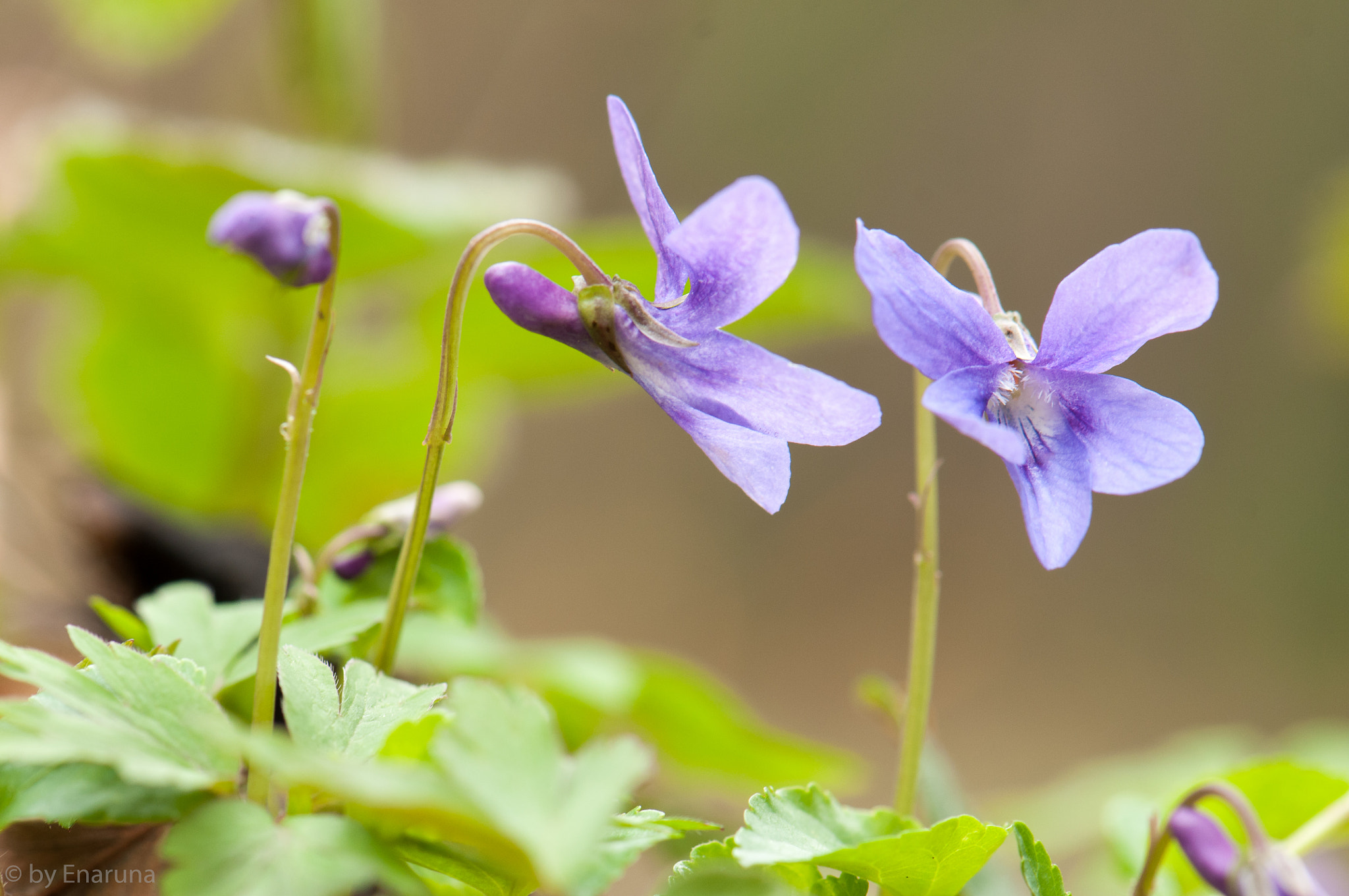 Nikon AF-S Micro-Nikkor 105mm F2.8G IF-ED VR sample photo. Wood violet photography