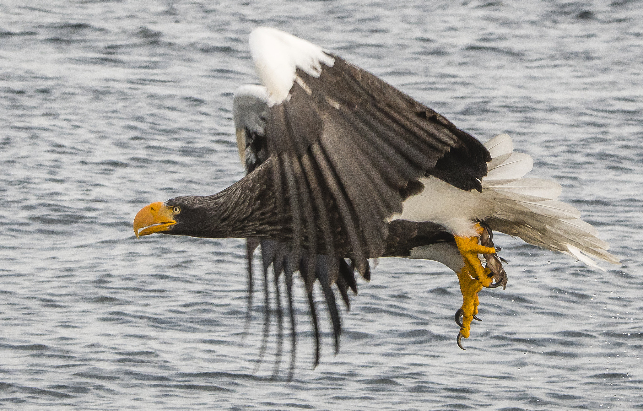 Nikon D500 sample photo. Sea eagle fishing photography