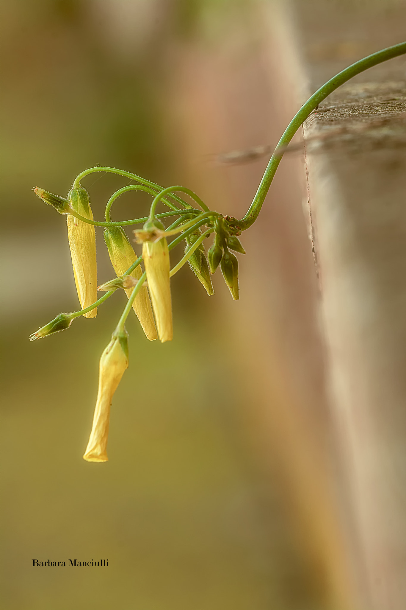 Sigma 150mm F2.8 EX DG OS Macro HSM sample photo. Come comare curiose photography