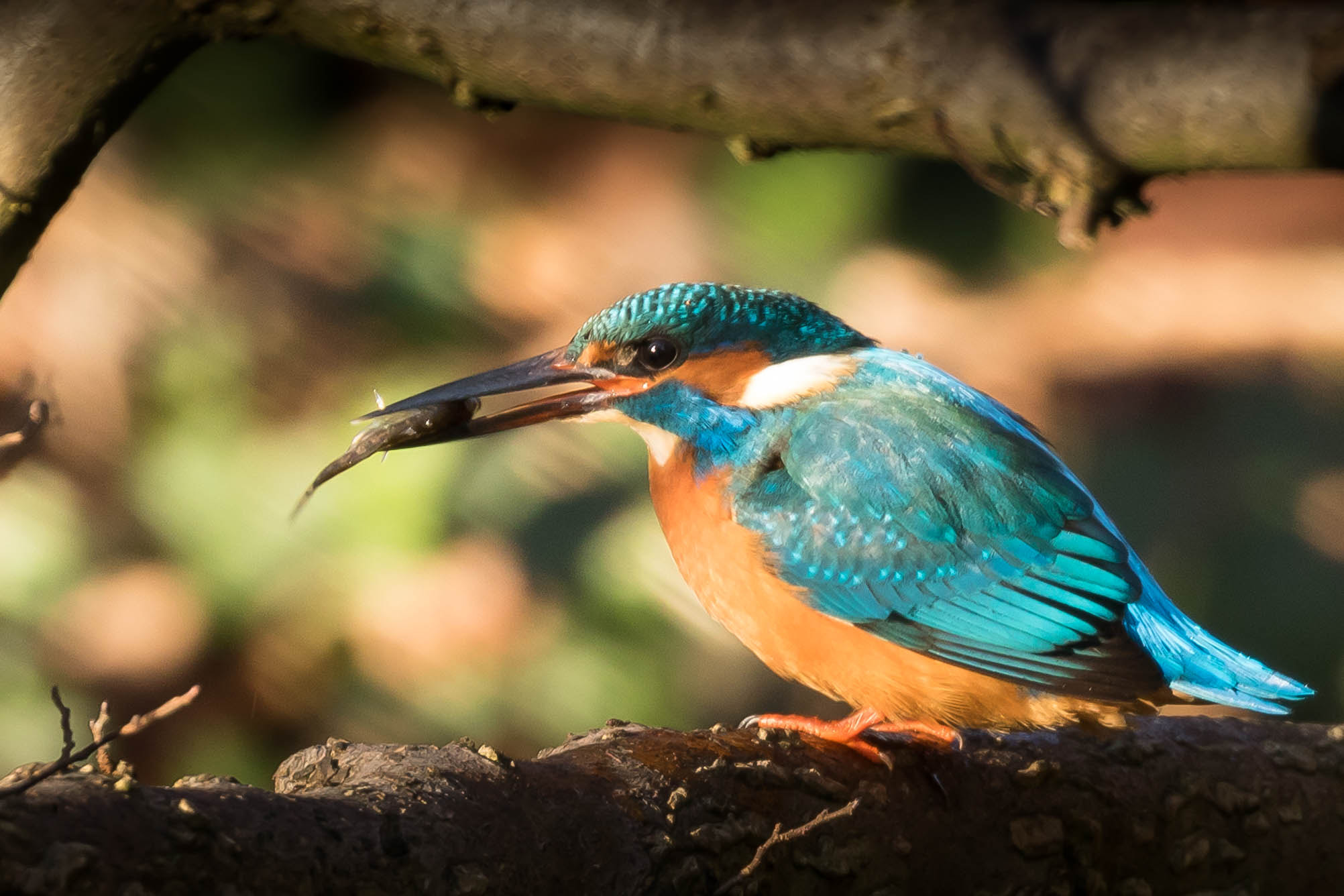 Canon EOS 760D (EOS Rebel T6s / EOS 8000D) sample photo. Kingfisher with fish photography