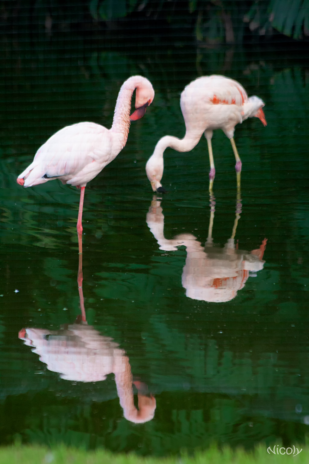Canon EOS 400D (EOS Digital Rebel XTi / EOS Kiss Digital X) + Canon EF 70-300mm F4-5.6 IS USM sample photo. Flamingos photography