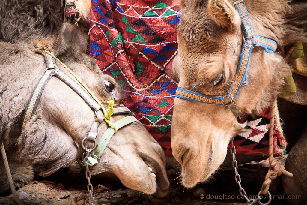 Canon EOS 60D sample photo. Camelos photography