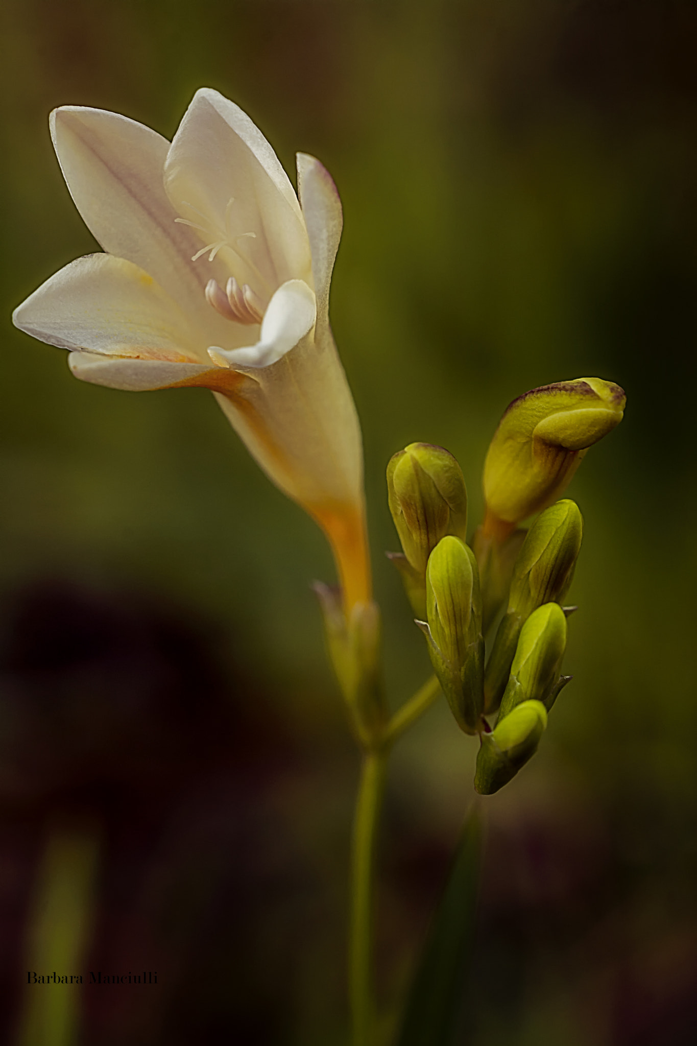 Nikon D7100 + Sigma 150mm F2.8 EX DG OS Macro HSM sample photo. Primavera in arrivo photography