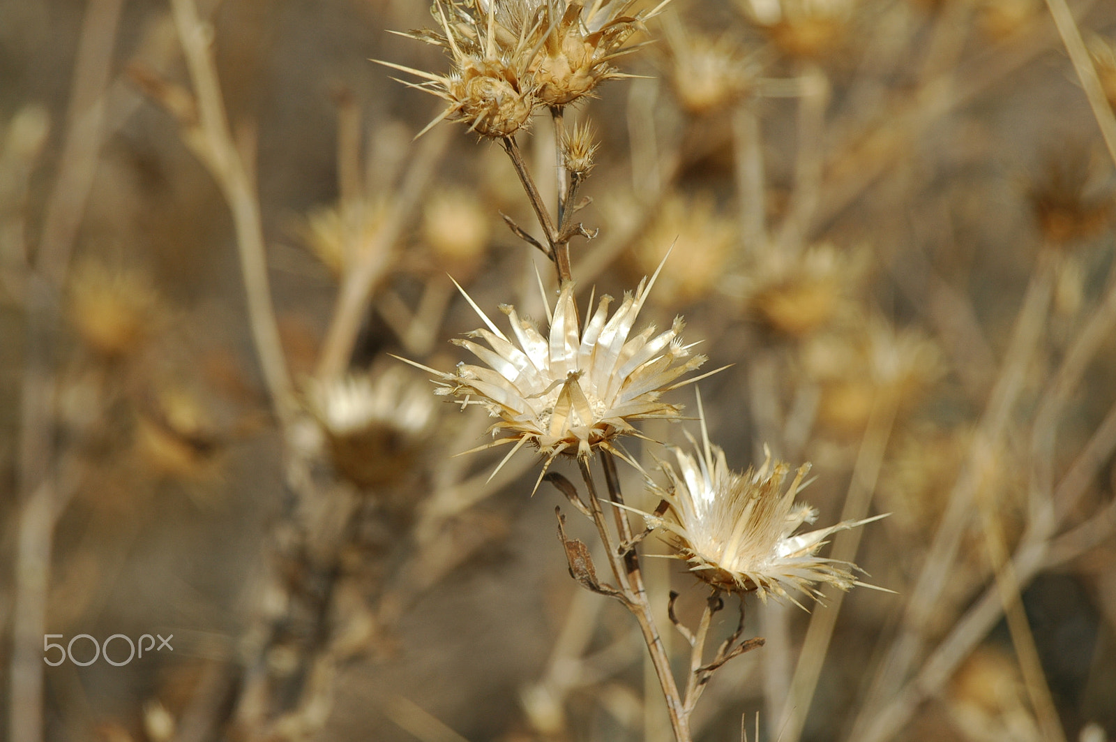 Nikon D70 sample photo. Thistle farm photography