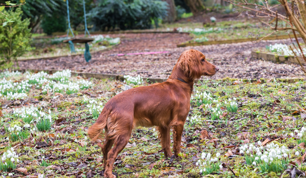 Nikon D5500 + Nikon AF-S Nikkor 85mm F1.8G sample photo. Curious dog photography