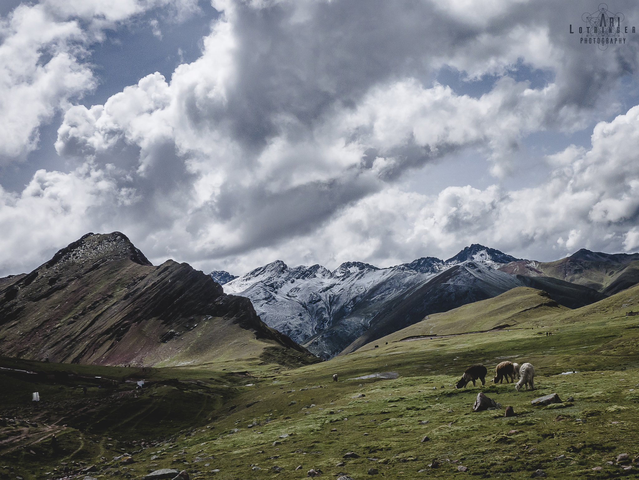 Panasonic Lumix G 14mm F2.5 ASPH sample photo. Llamas by the mountain photography