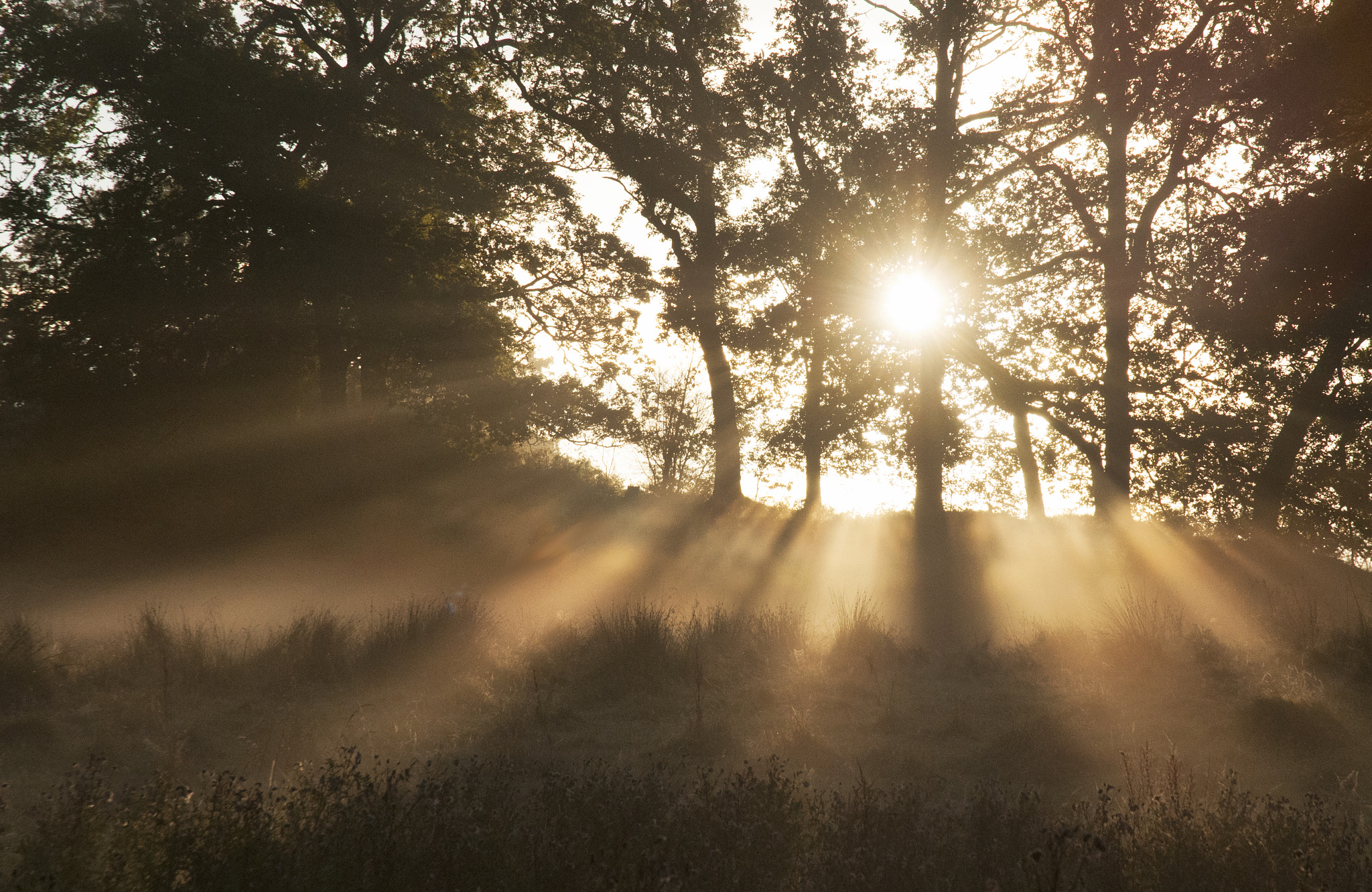 Nikon D300 sample photo. Sunlight & mist photography