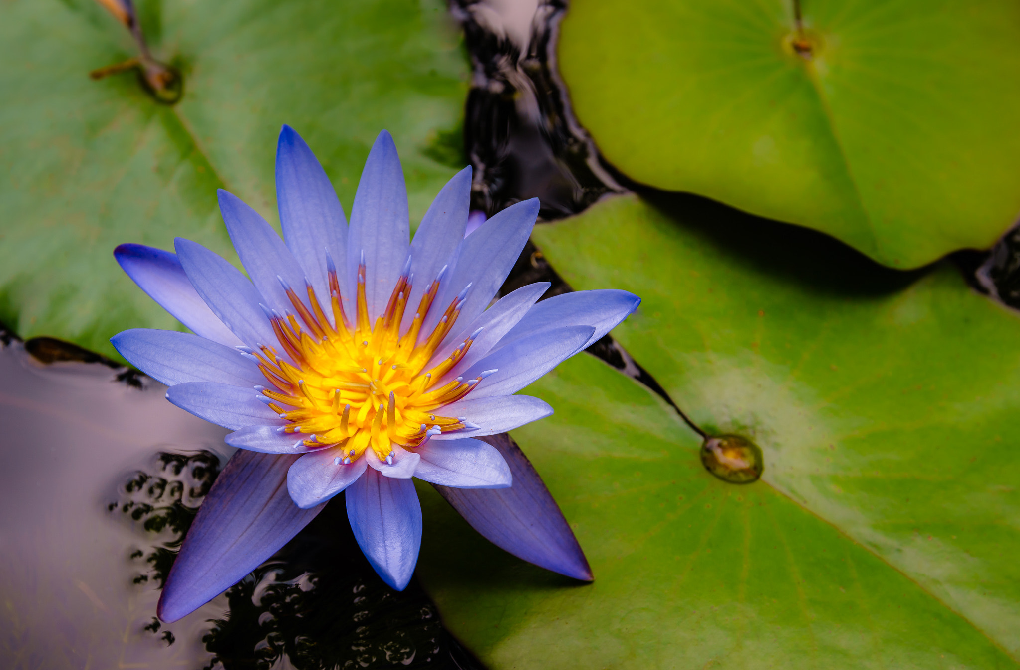 Sony a7R II + Canon EF 16-35mm F2.8L II USM sample photo. Tropical water lily photography
