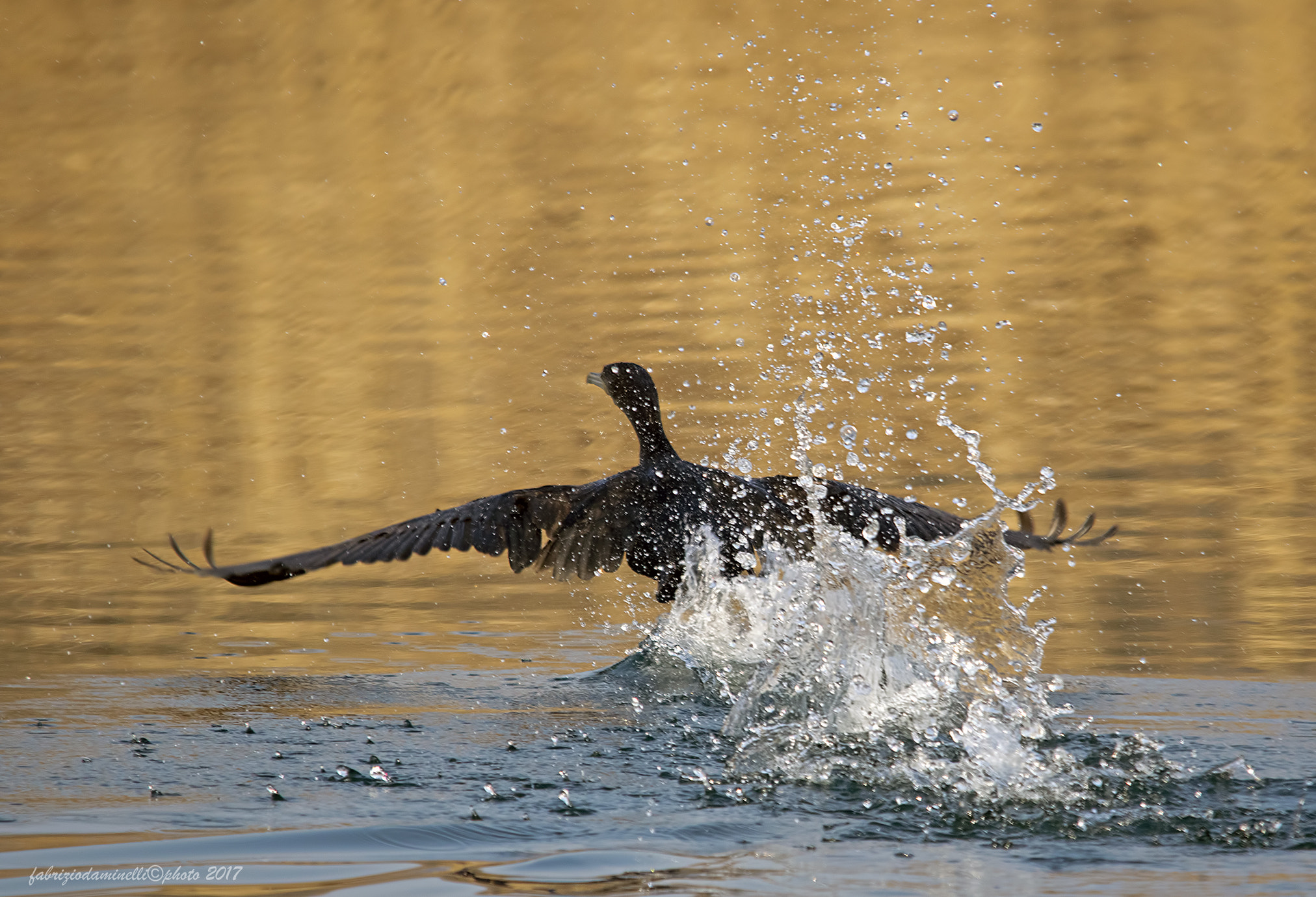 Canon EOS 7D Mark II + Sigma 150-500mm F5-6.3 DG OS HSM sample photo. Cormorano photography