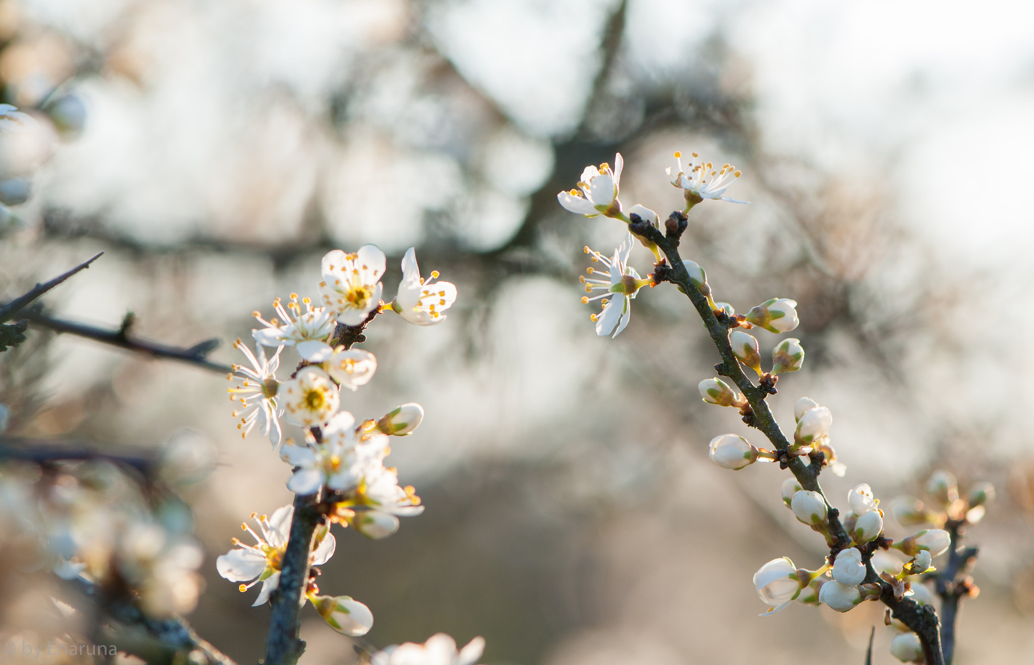 Nikon AF-S Micro-Nikkor 105mm F2.8G IF-ED VR sample photo. Sloeblossoms photography