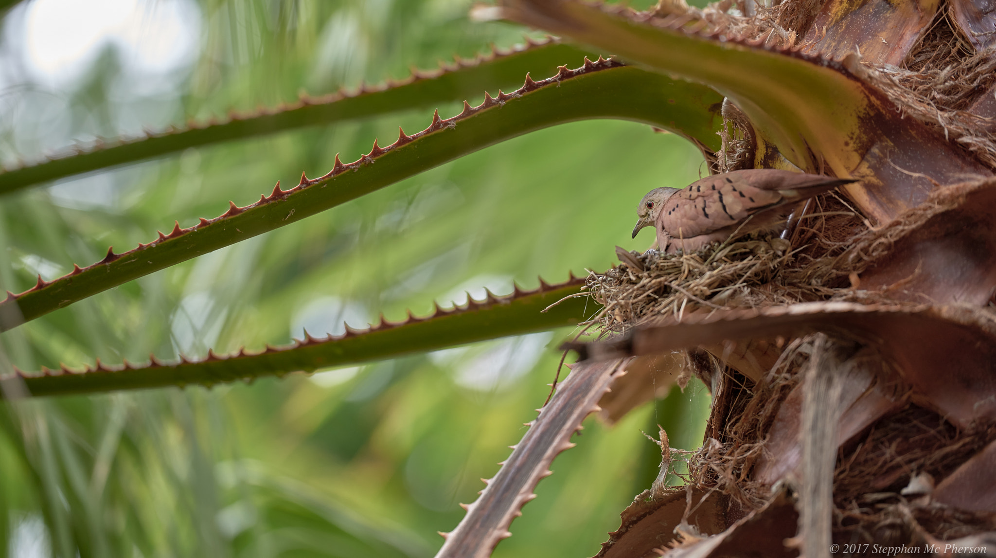 Nikon D810 sample photo. Protected photography