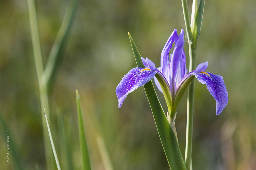 Canon EF 70-200mm F2.8L USM sample photo. Just a magic flower photography