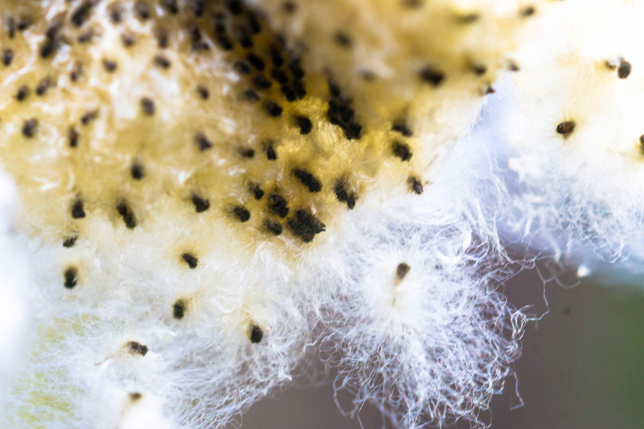 MACRO 50mm F2.8 sample photo. Vorfrühling photography