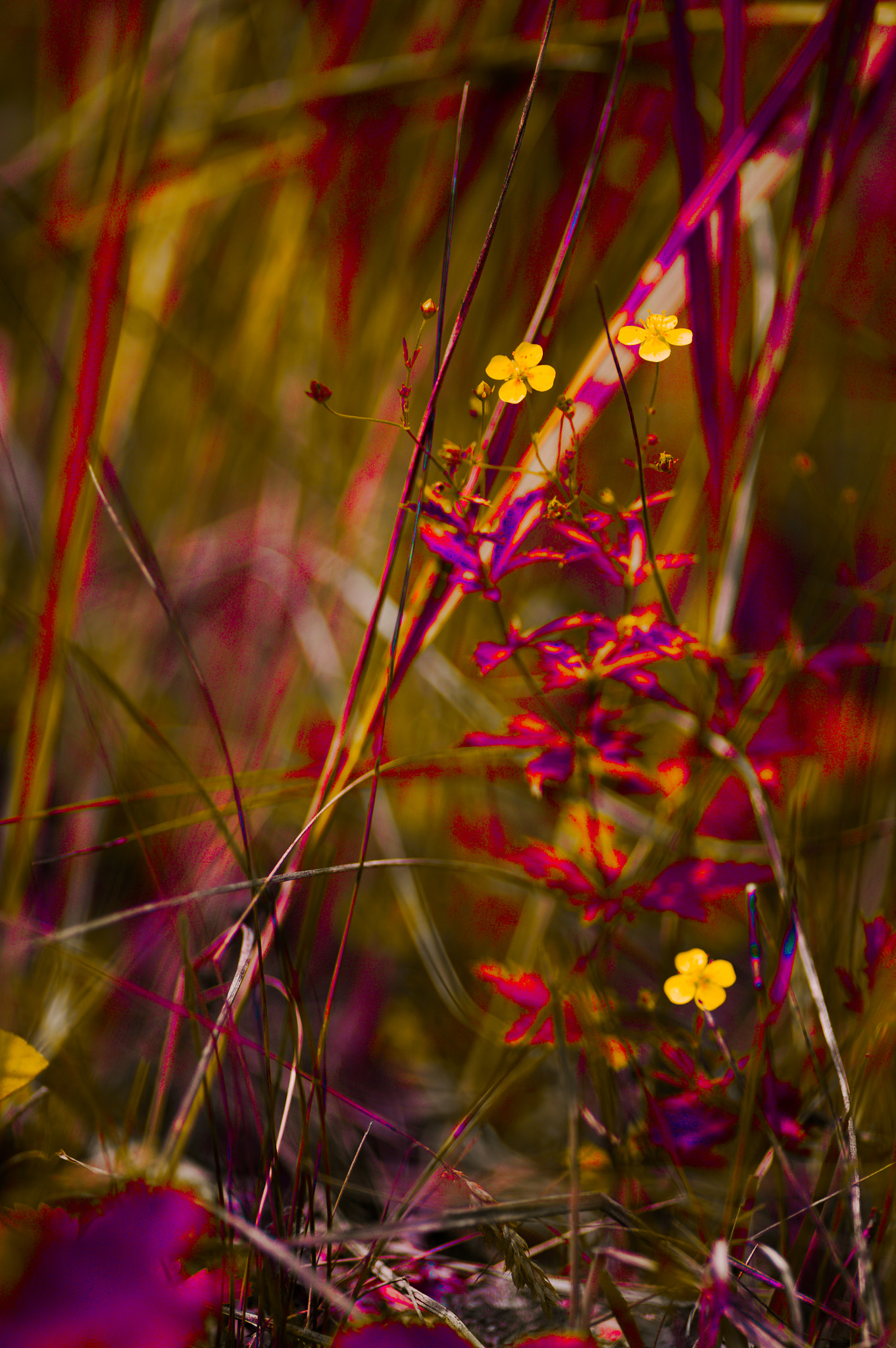 Canon EOS 5D + Sigma 105mm F2.8 EX DG Macro sample photo. Img_2189-1.jpg photography