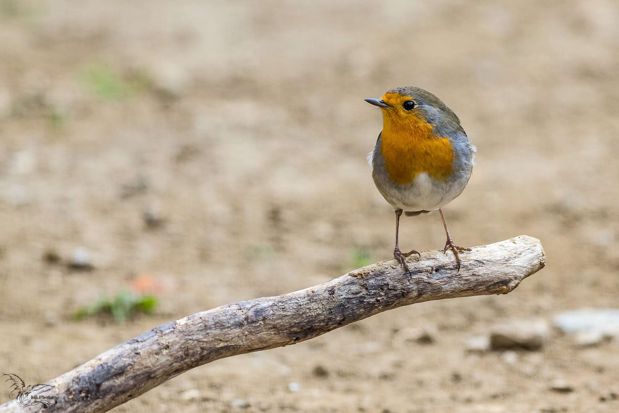 Pentax smc DA* 300mm F4.0 ED (IF) SDM sample photo. Rouge gorge photography