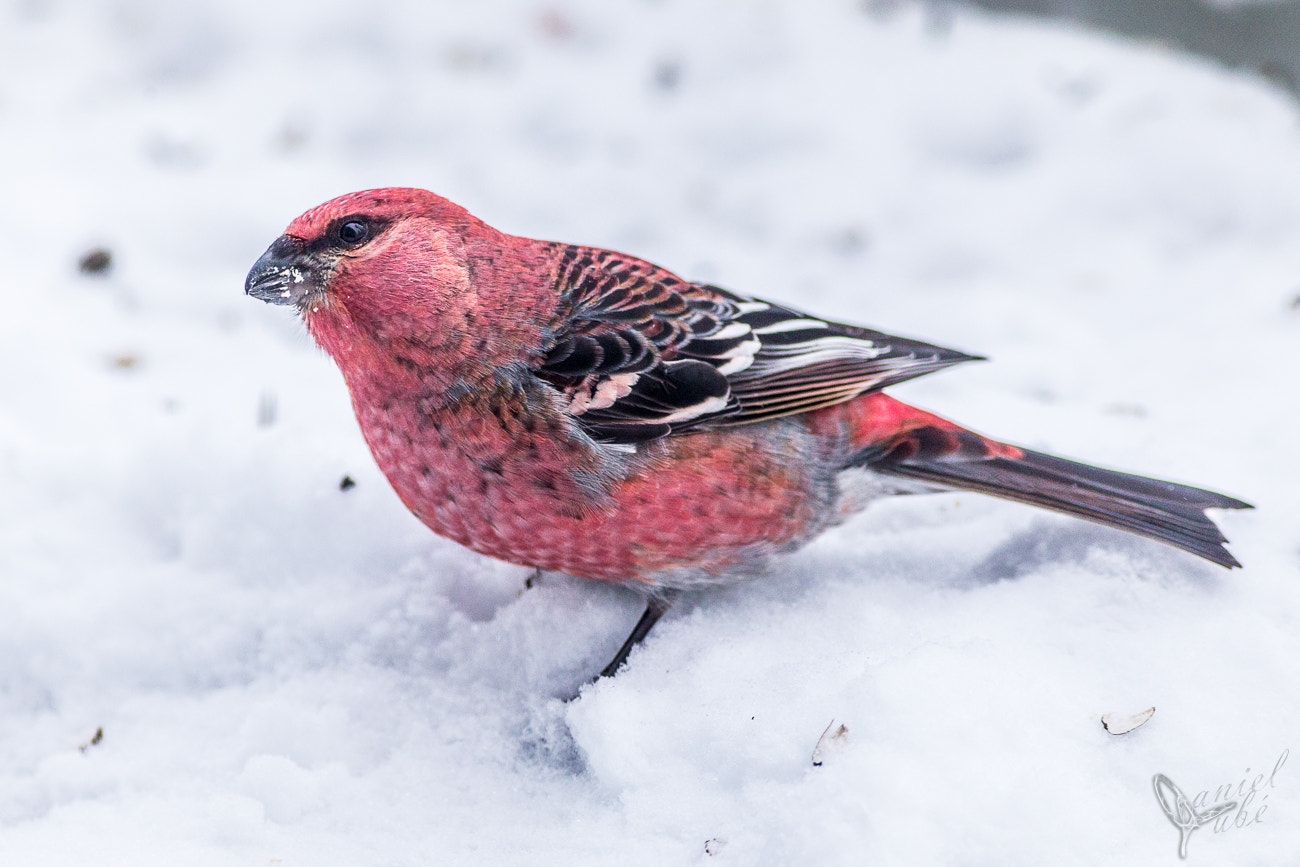 Canon EOS 6D + Canon EF 400mm F5.6L USM sample photo. Oiseaux photography