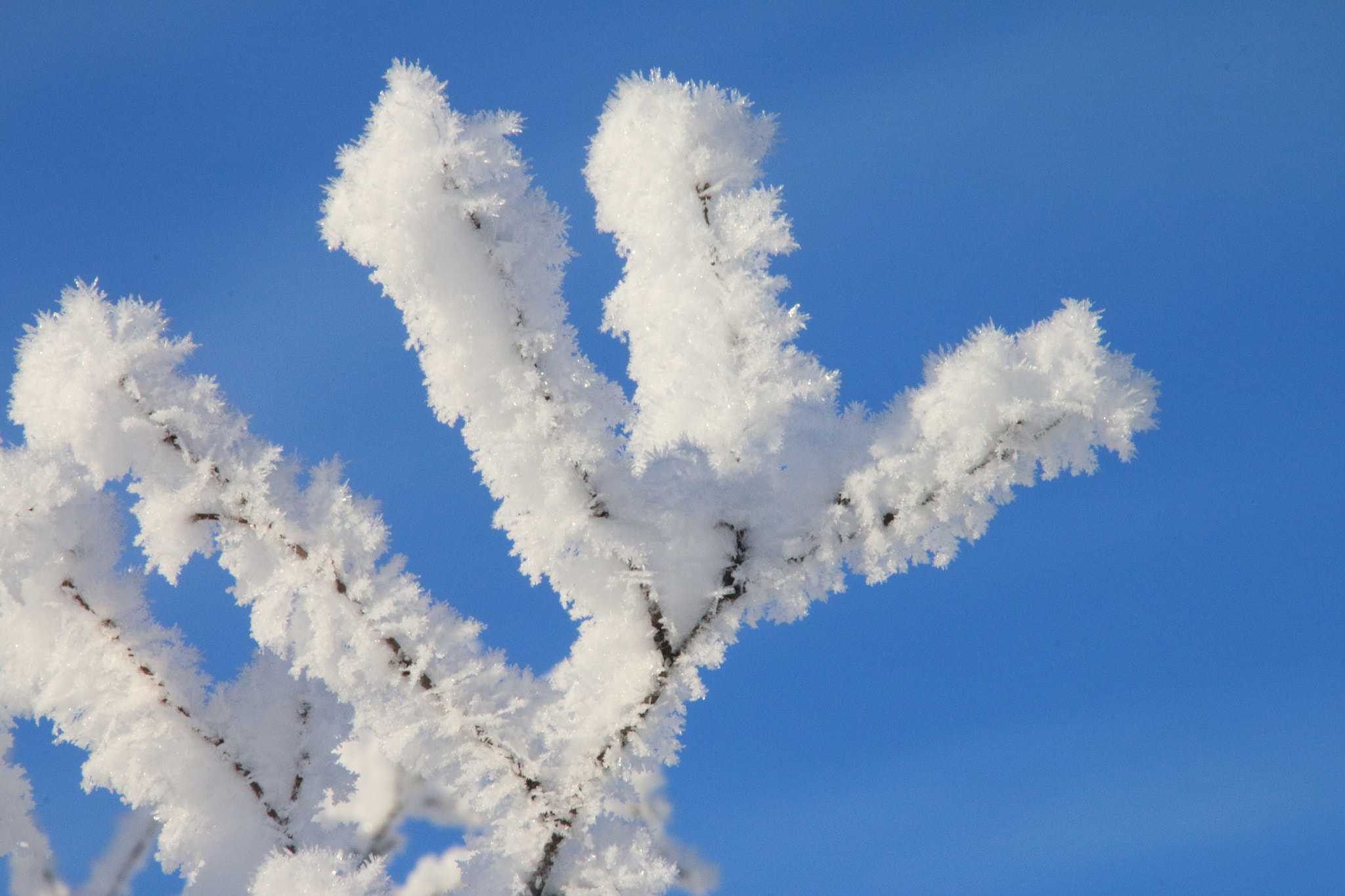 Canon EOS 70D sample photo. Hoar frost photography