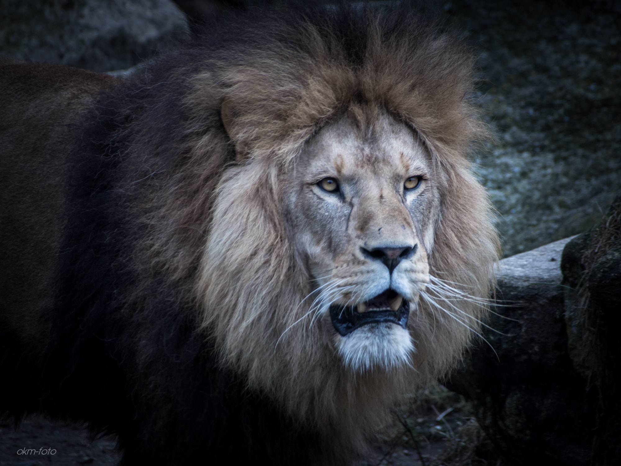 Sigma 18-250mm F3.5-6.3 DC OS HSM sample photo. Lion photography