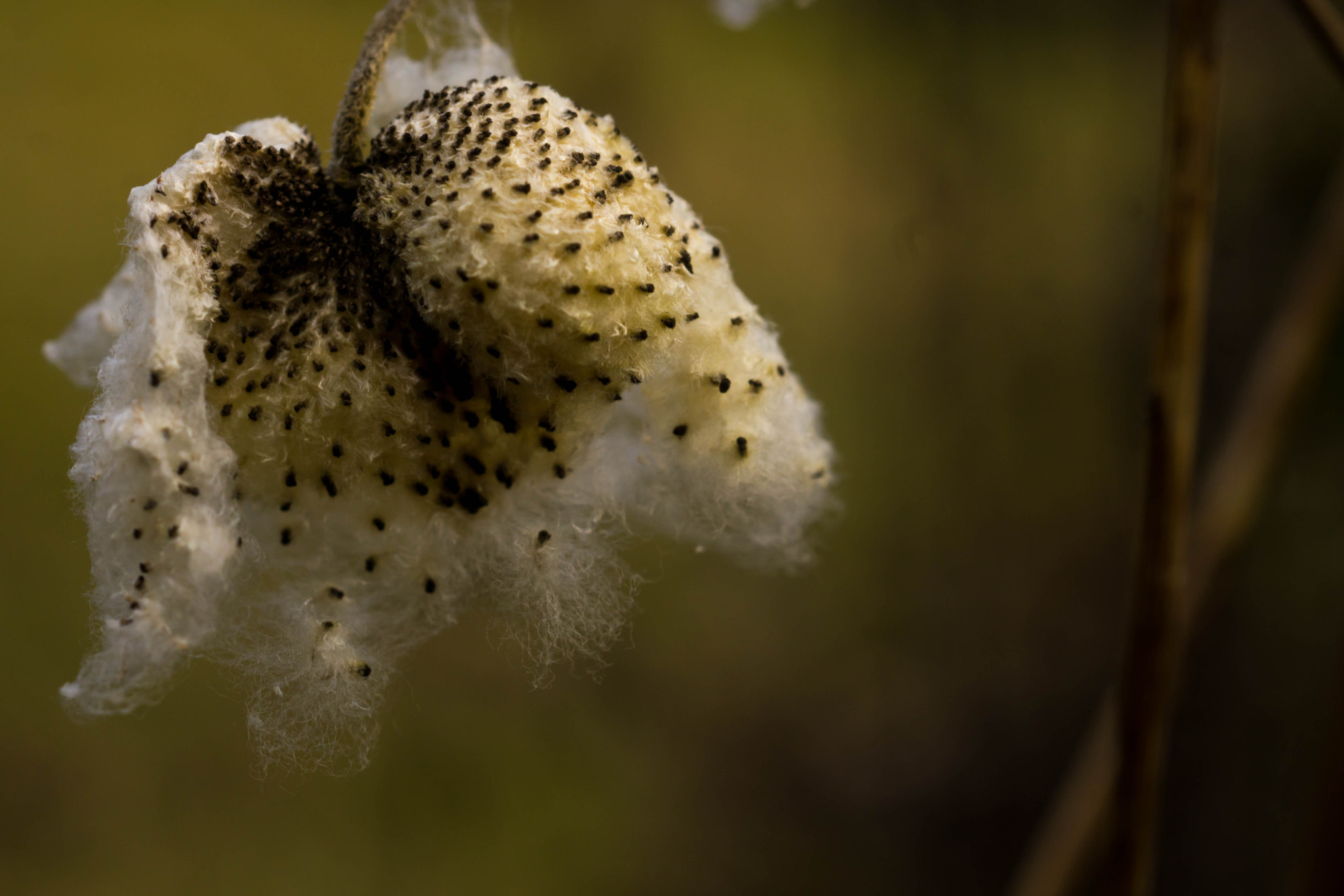 MACRO 50mm F2.8 sample photo. Bereit zum werden photography