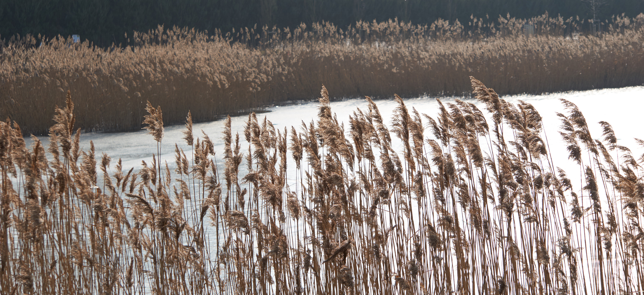 Sony E 55-210mm F4.5-6.3 OSS sample photo. Bye to winter photography