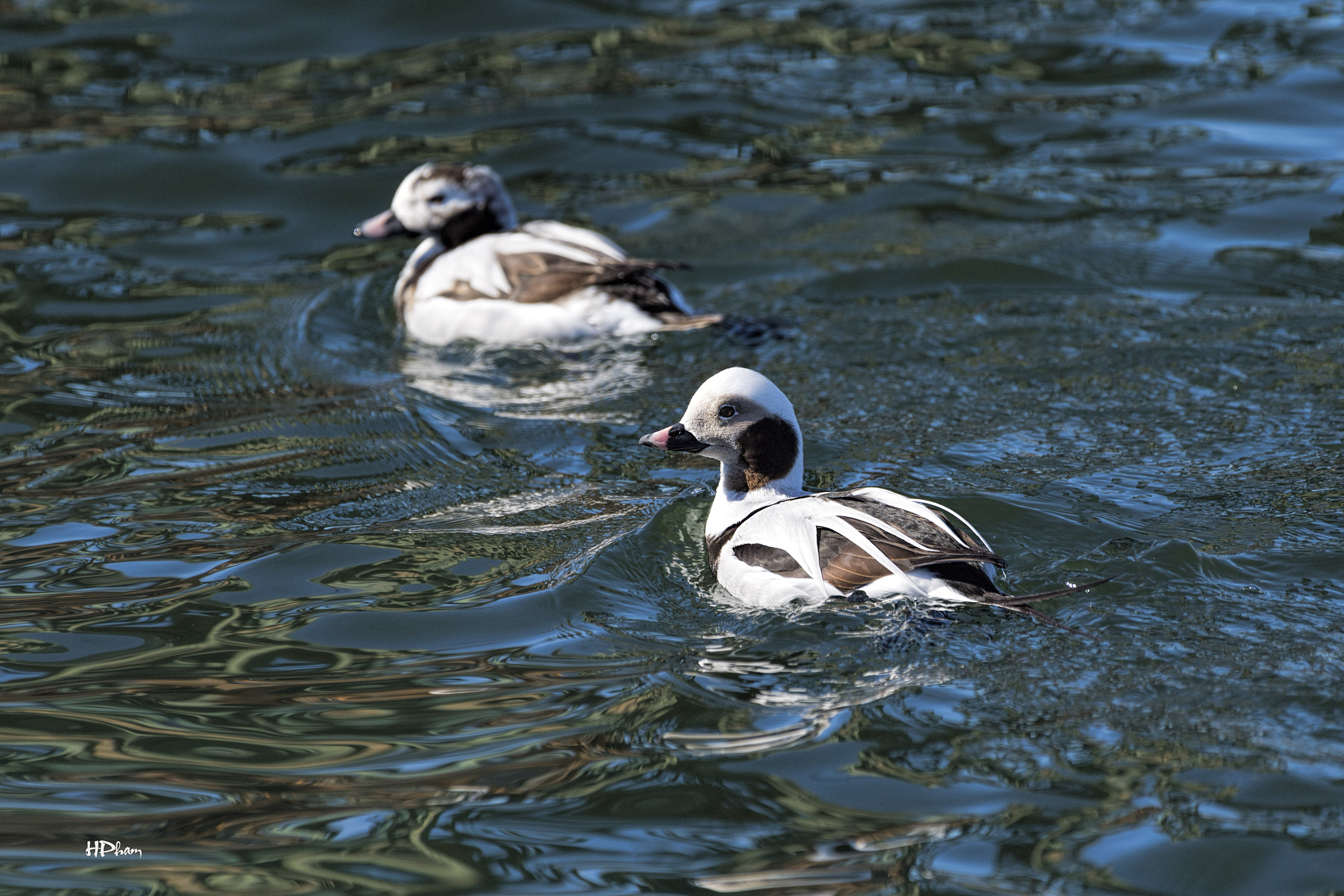 Nikon AF-S Nikkor 200-500mm F5.6E ED VR sample photo. Pair of long-tailed ducks photography