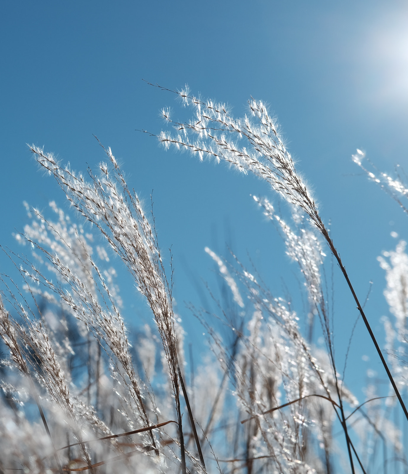 Fujifilm X-E2 + Fujifilm XF 35mm F2 R WR sample photo. In the sun photography