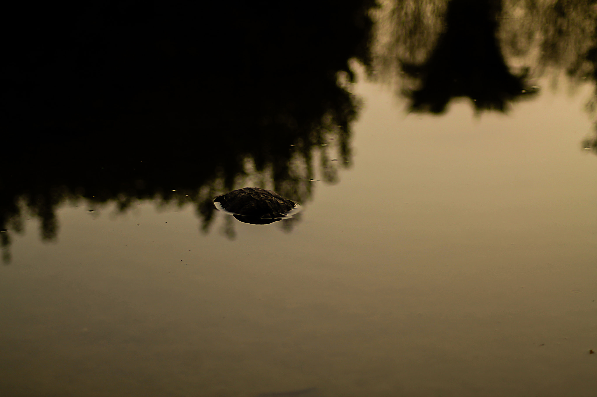 Canon EOS 1100D (EOS Rebel T3 / EOS Kiss X50) sample photo. Turtle photography