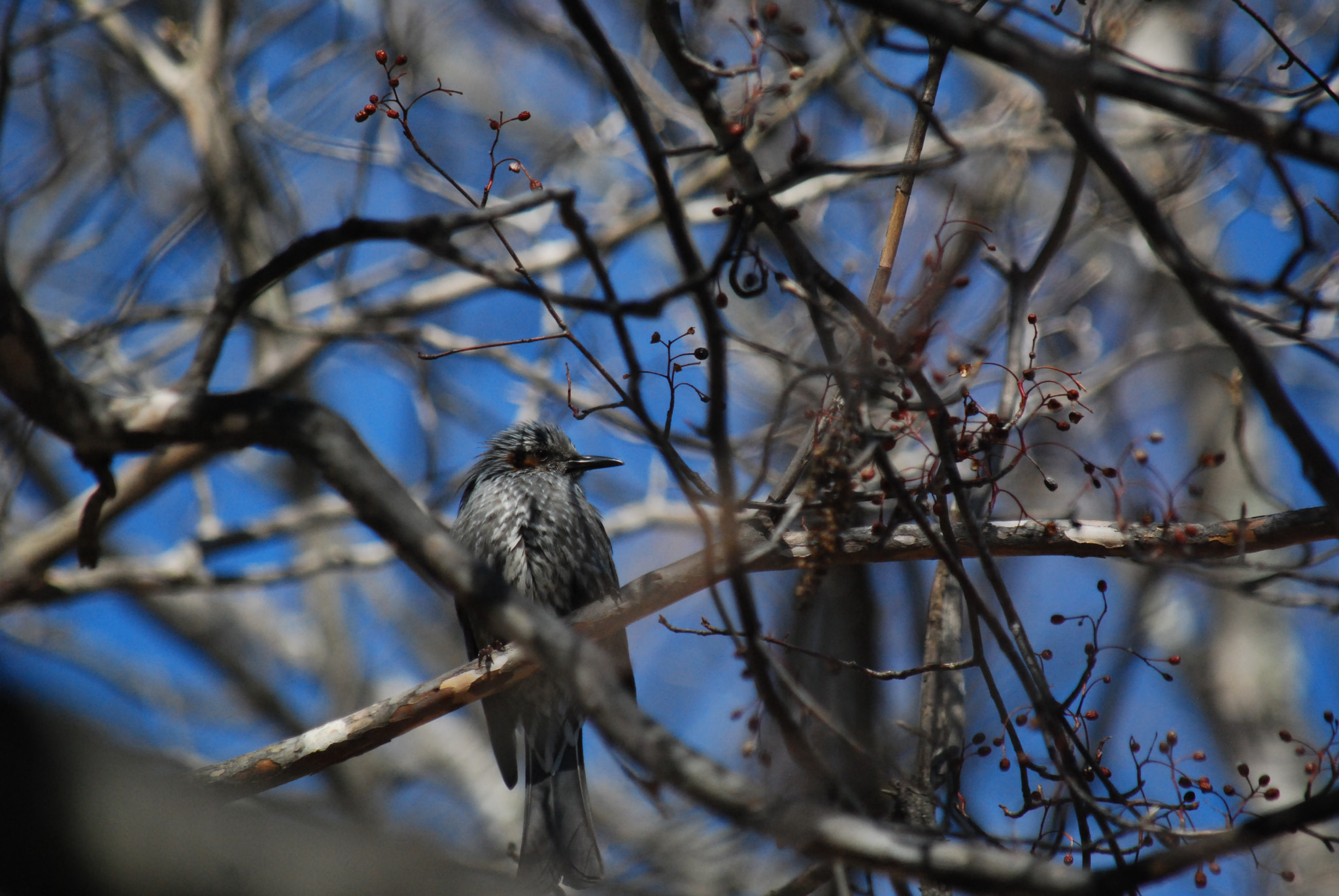 Nikon D40X sample photo