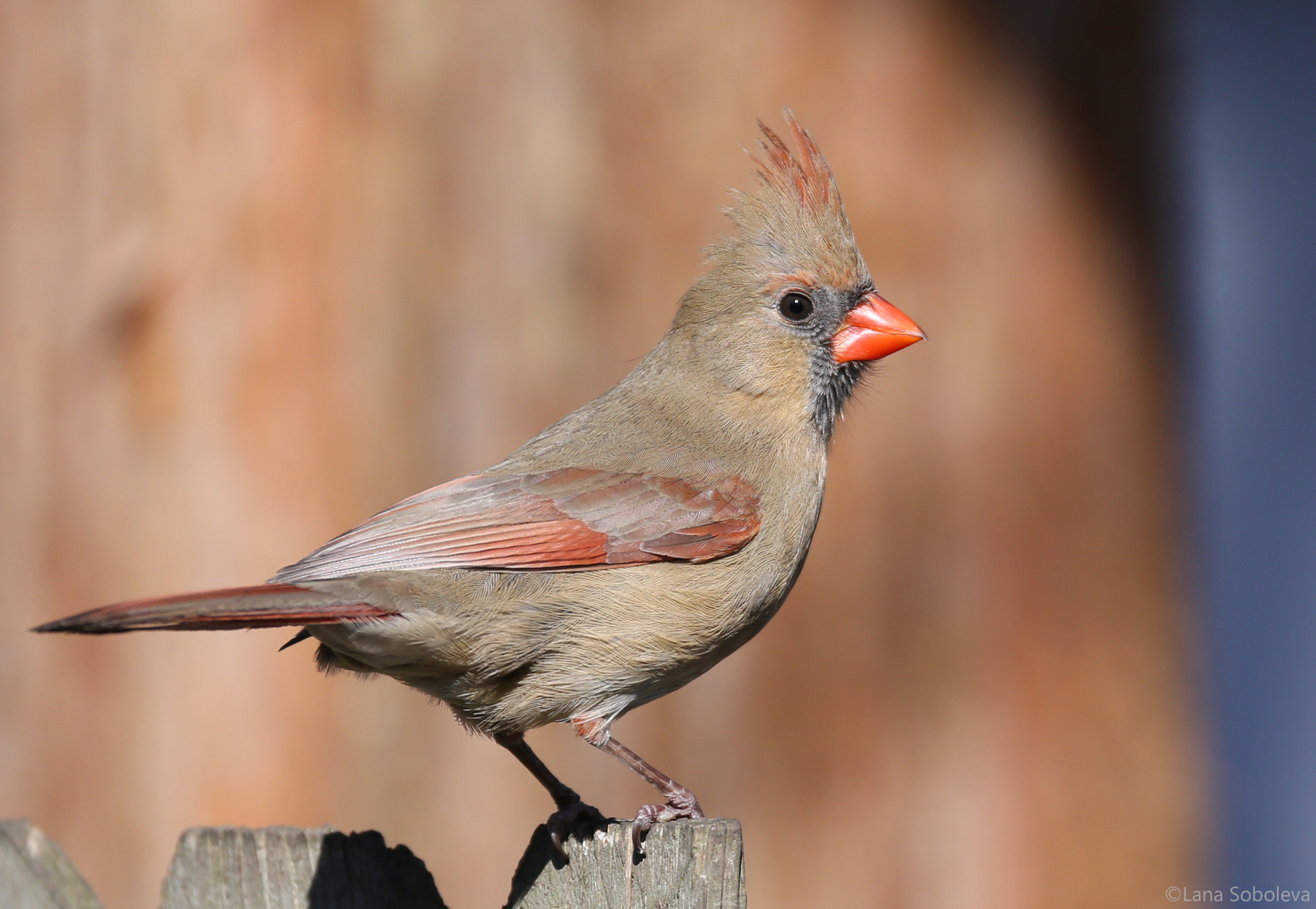 Canon EOS-1D X sample photo. Red cardinal, female photography