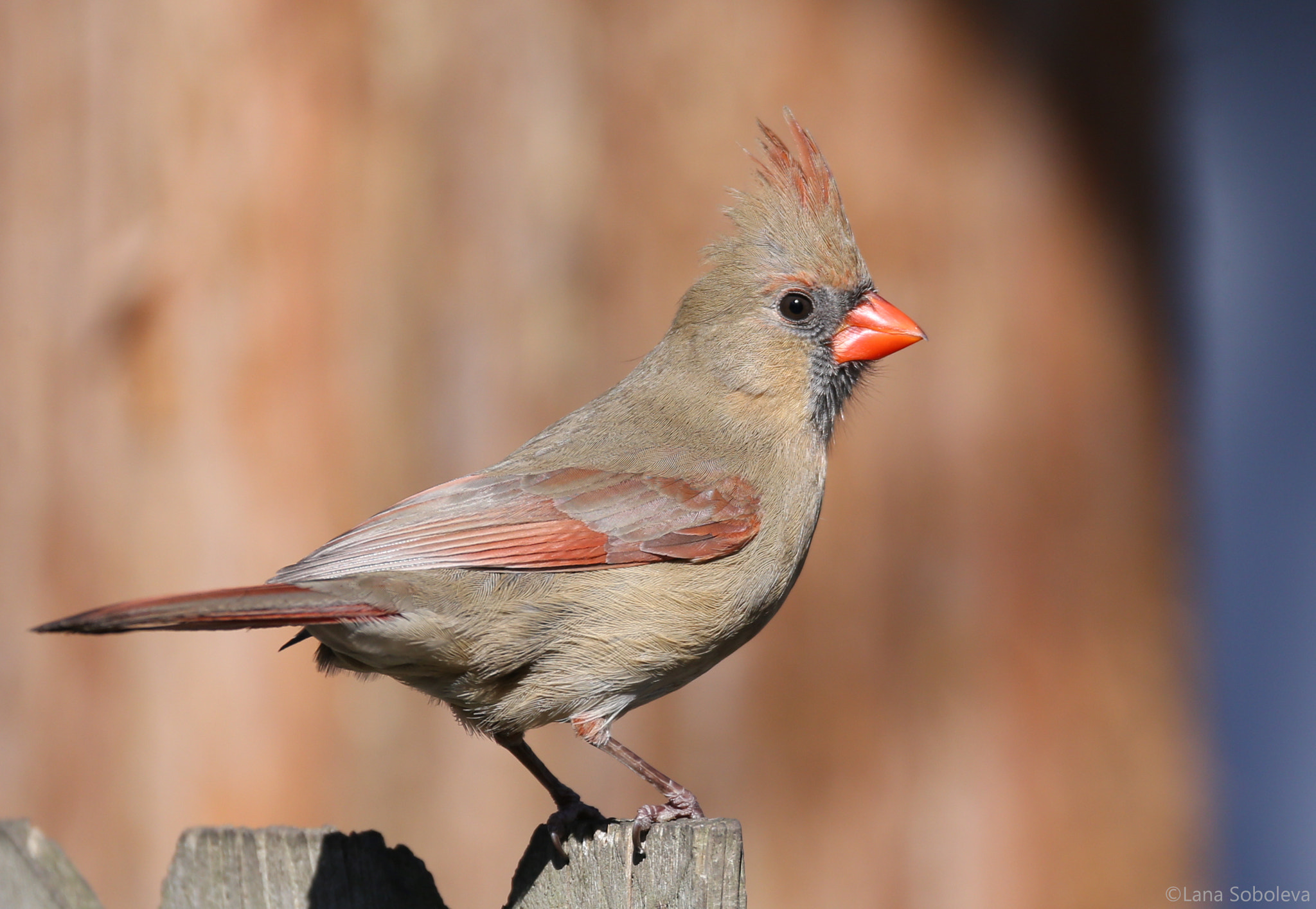 150-600mm F5-6.3 DG OS HSM | Contemporary 015 sample photo. Red cardinal, female photography