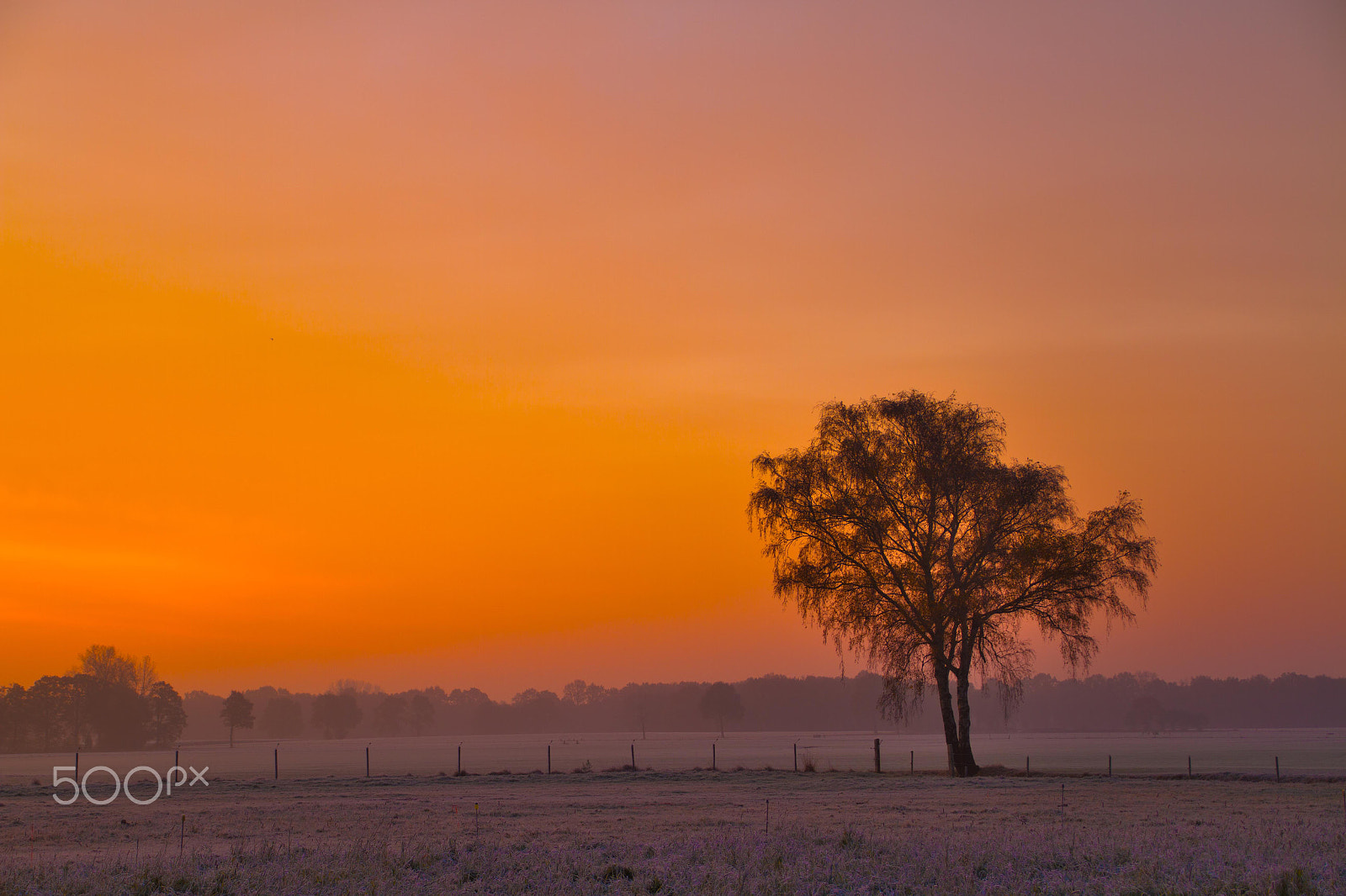 Canon EOS 7D sample photo. Sunrise behind a tree photography