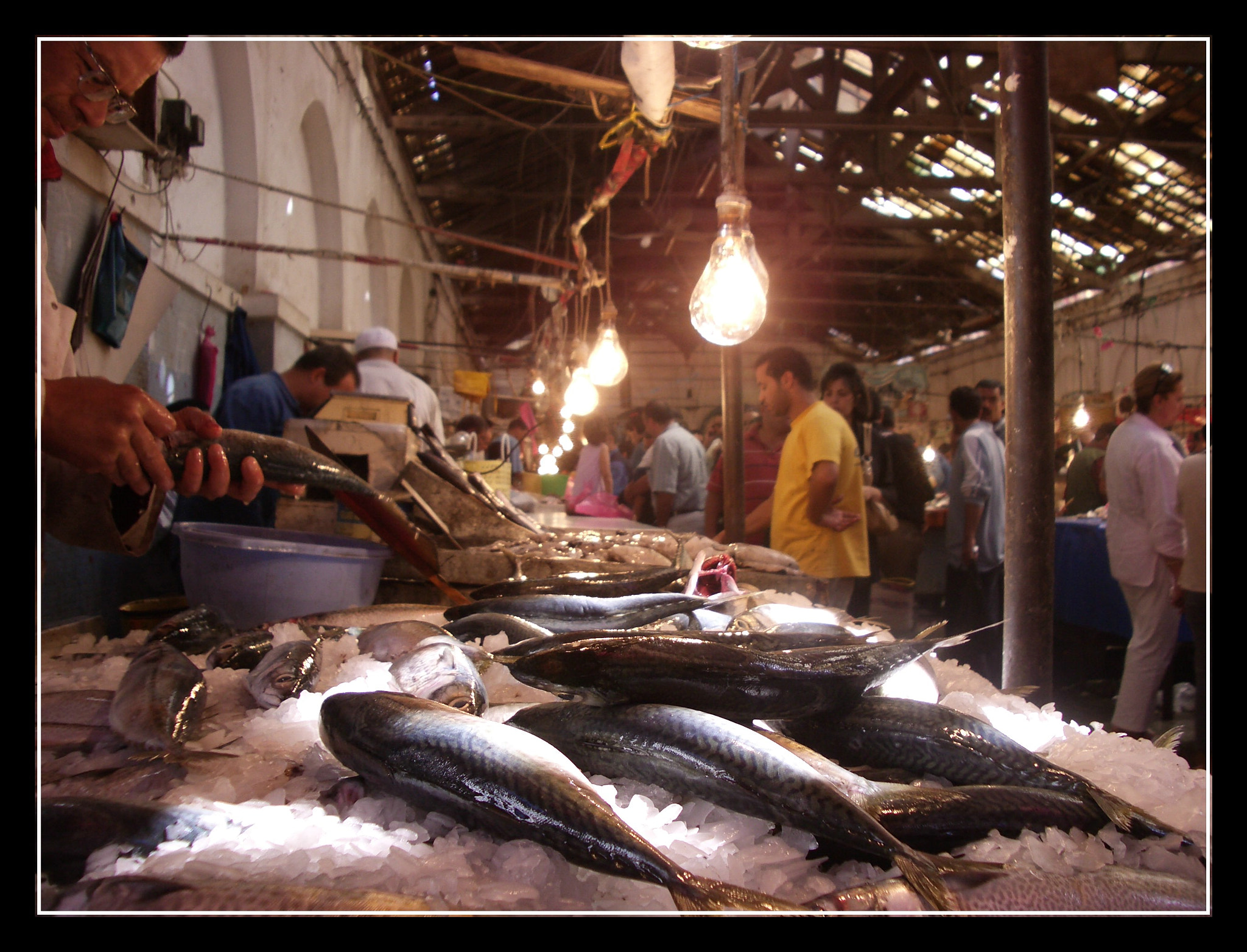 Pentax OPTIO S5I sample photo. Fischmarkt in tunis photography