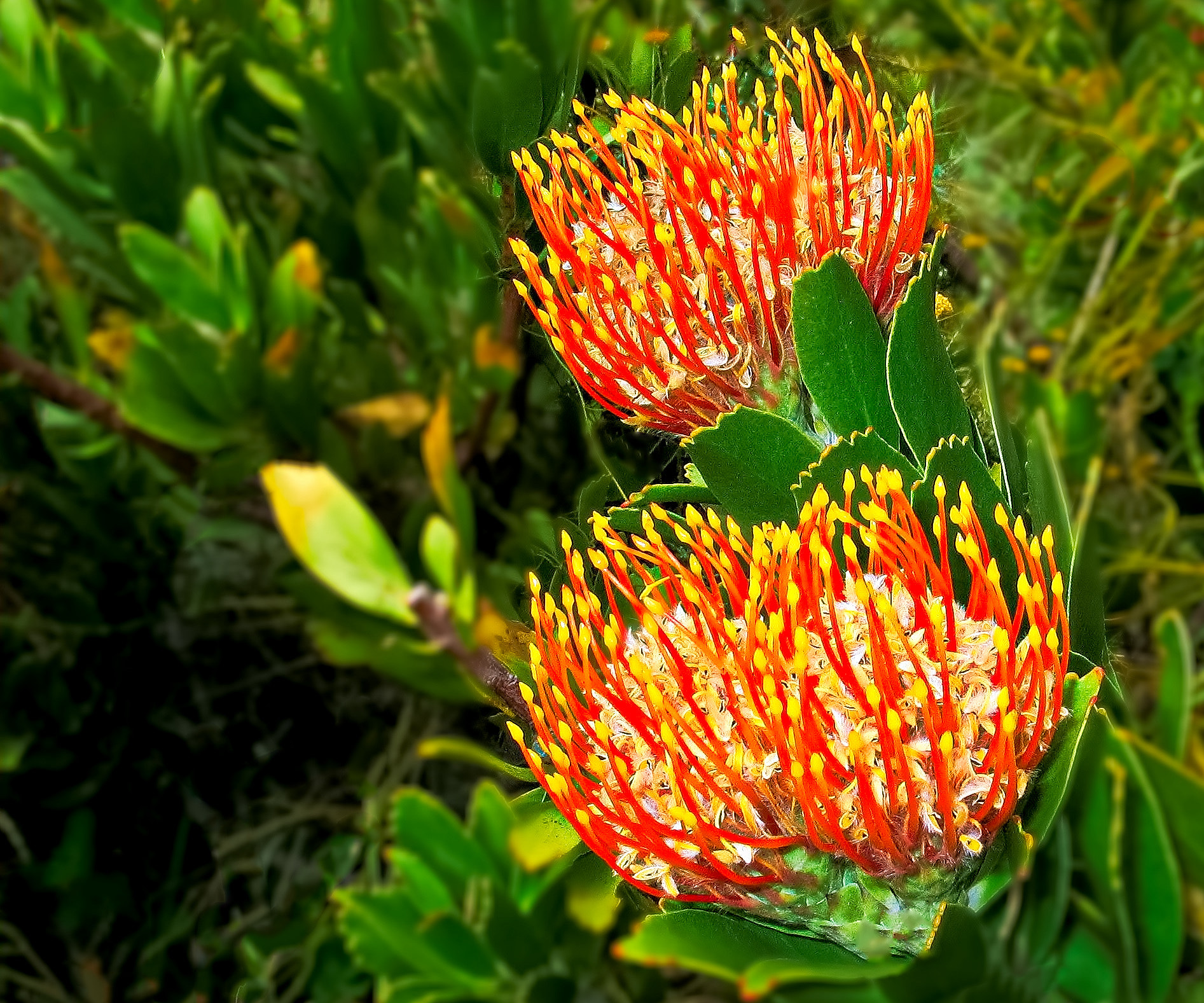 Canon POWERSHOT G5 sample photo. Protea cynaroides. photography