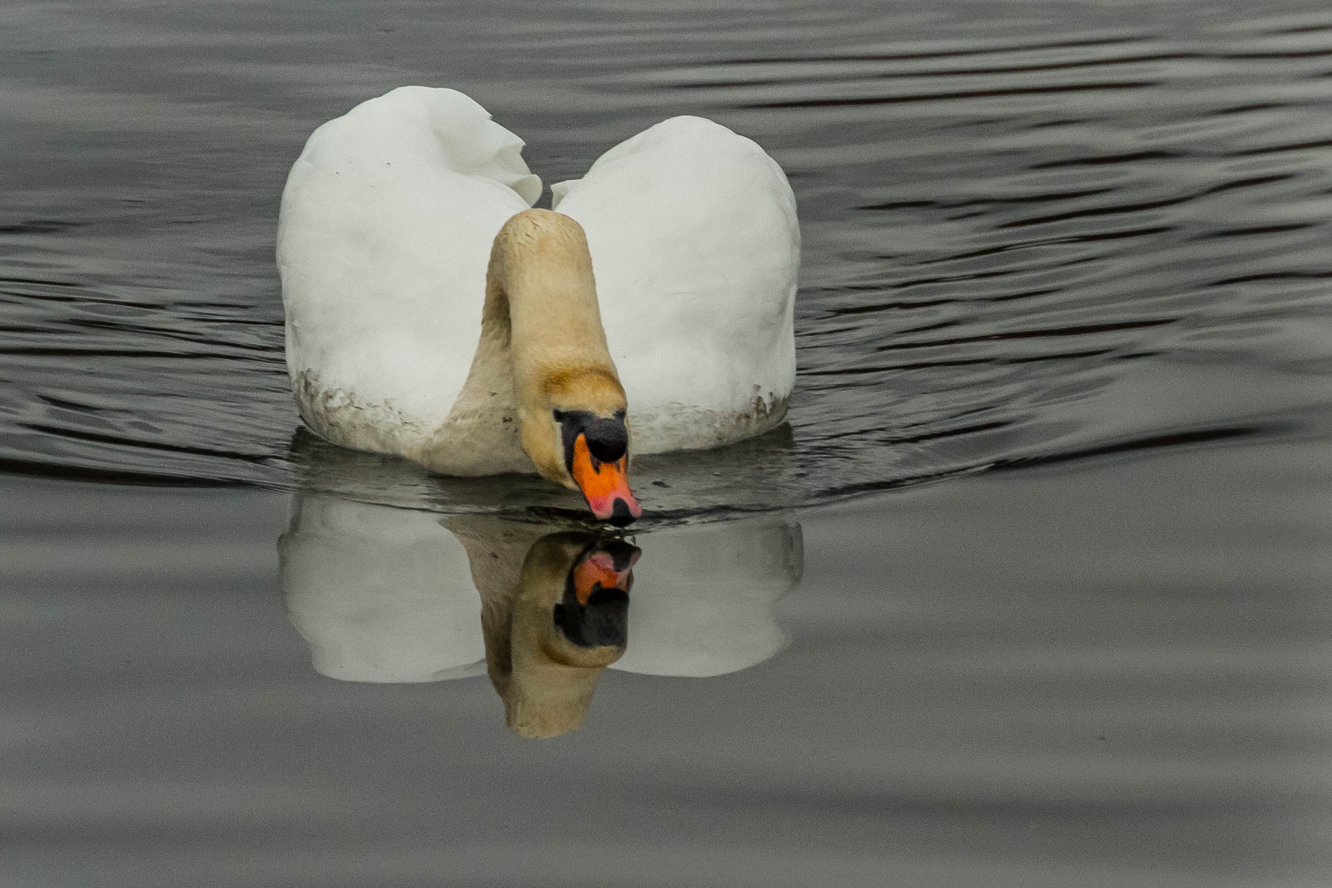 Canon EOS 7D + Sigma 50-500mm F4.5-6.3 DG OS HSM sample photo. Swan reflection photography