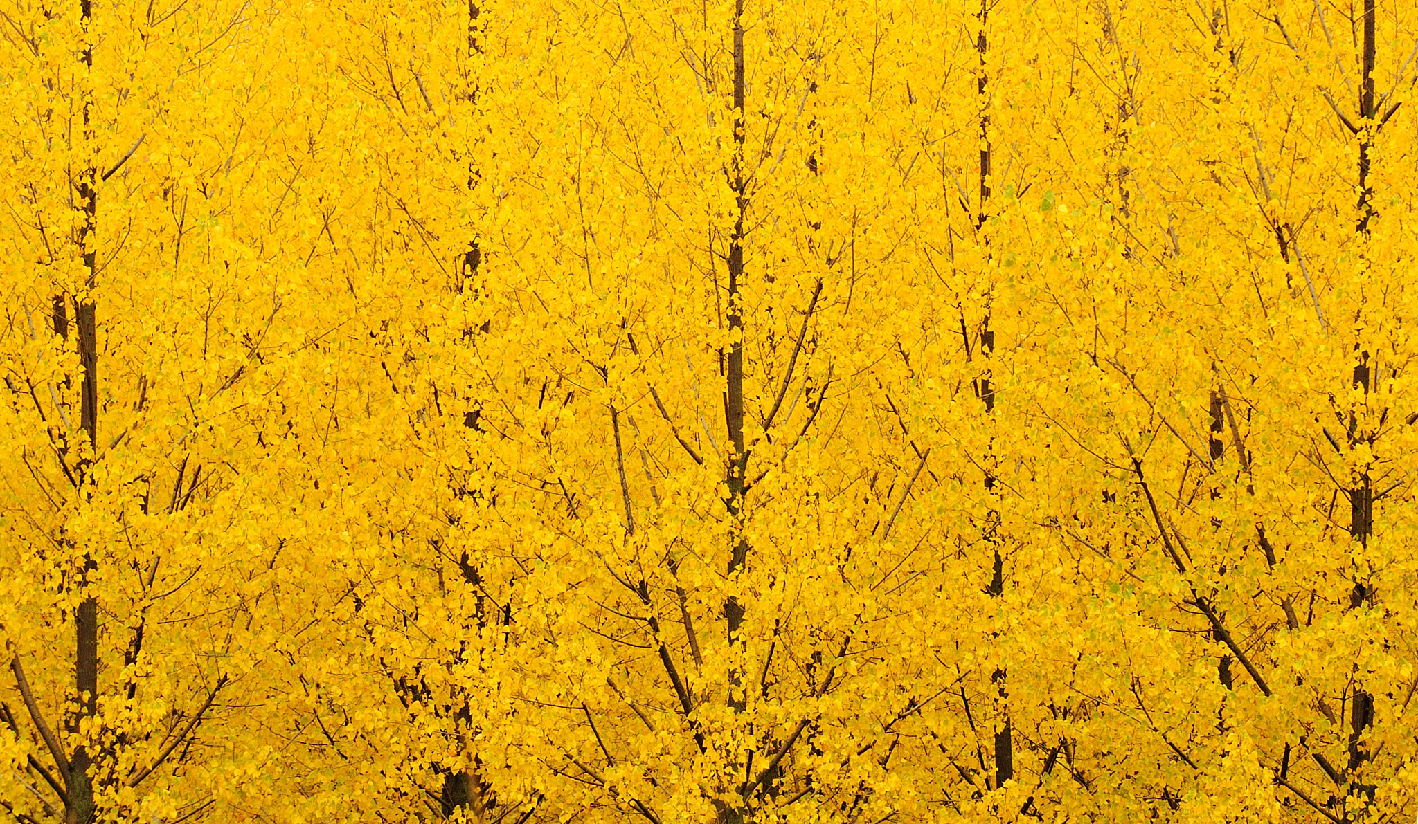 Nikon D700 sample photo. Yellow symphony photography