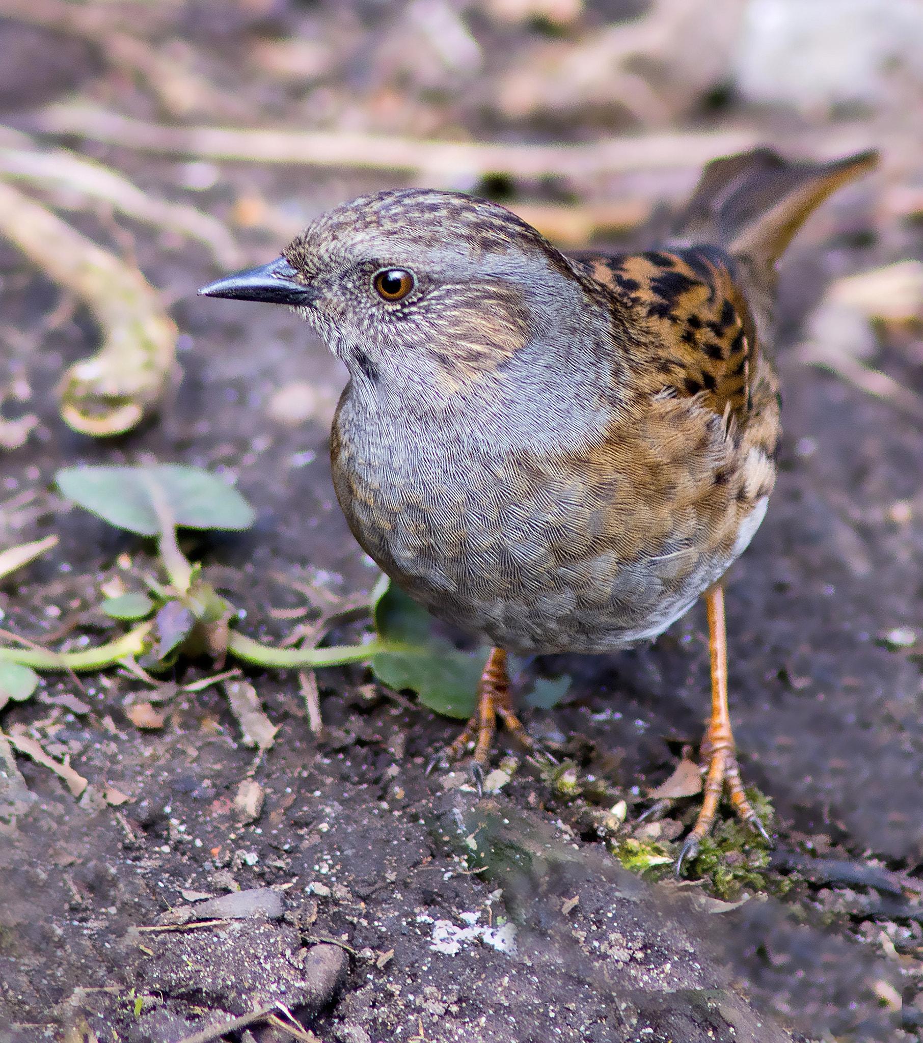 AF Nikkor 300mm f/4 IF-ED sample photo. Dunnock. photography