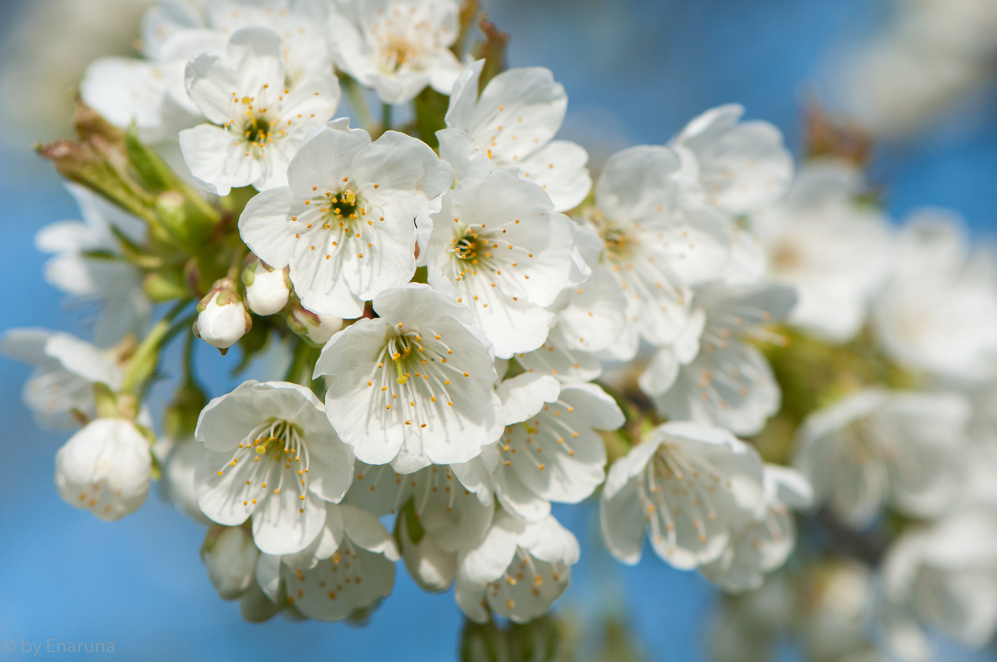 Nikon AF-S Micro-Nikkor 105mm F2.8G IF-ED VR sample photo. Cherry blossoms photography