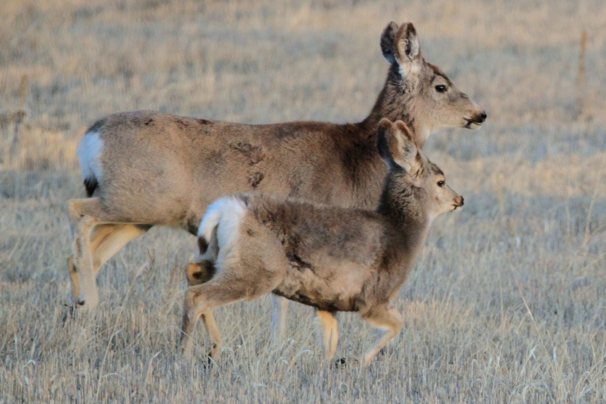 150-600mm F5-6.3 DG OS HSM | Contemporary 015 sample photo. Mother and fawn photography