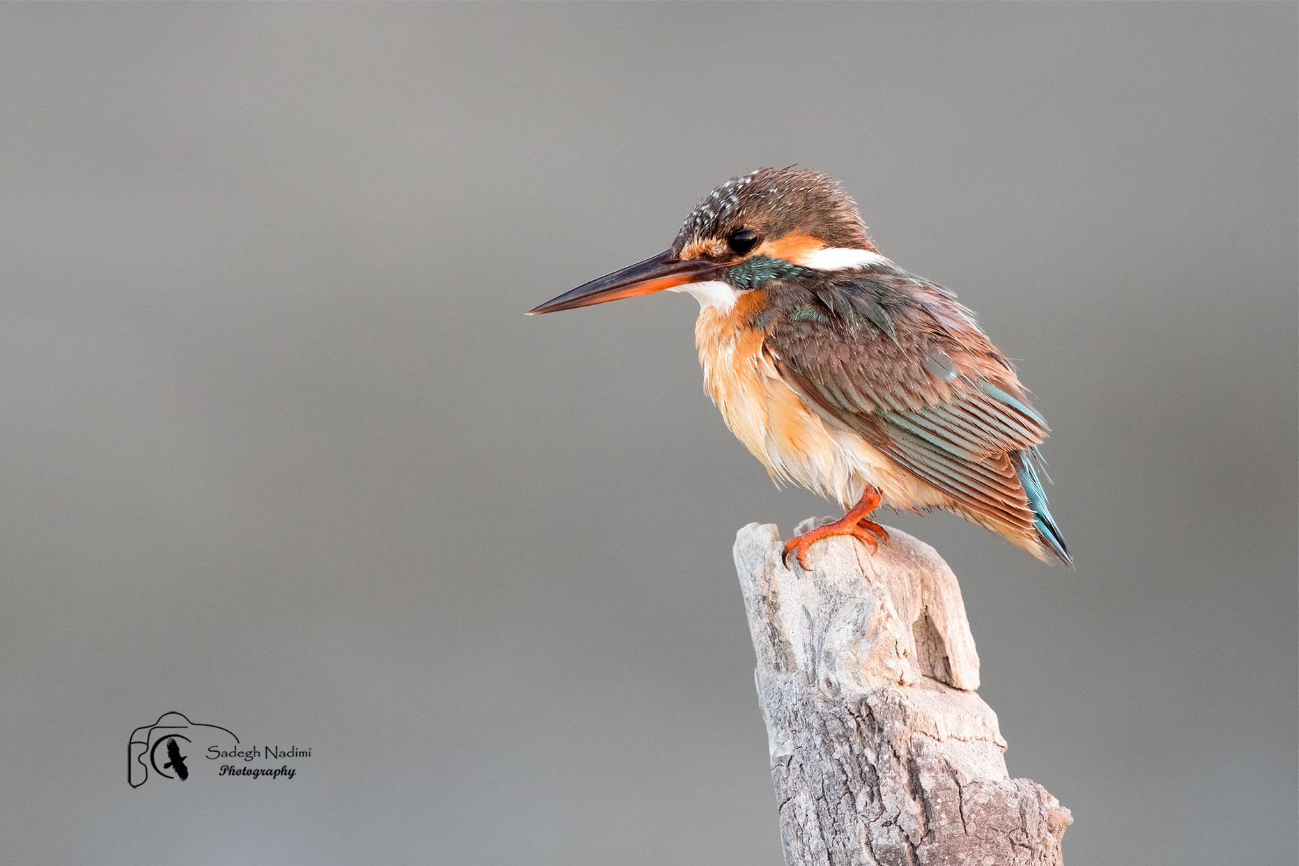 Canon EF 600mm F4L IS II USM sample photo