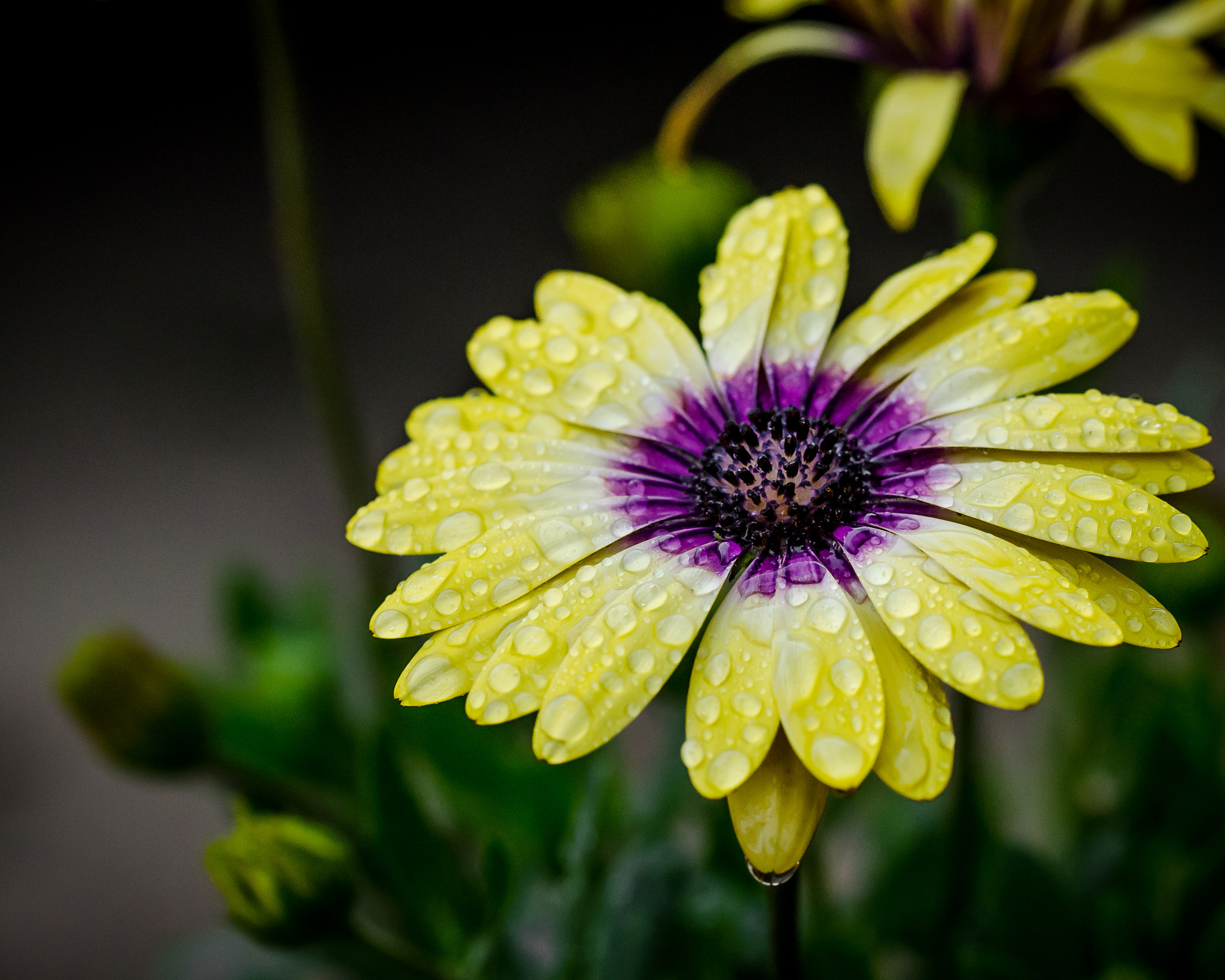 Sigma 105mm F2.8 EX DG OS HSM sample photo. Daisy 002 photography