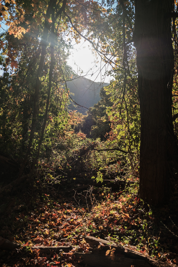 Fujifilm X-Pro2 sample photo. Autumn colors in cold spring, ny photography