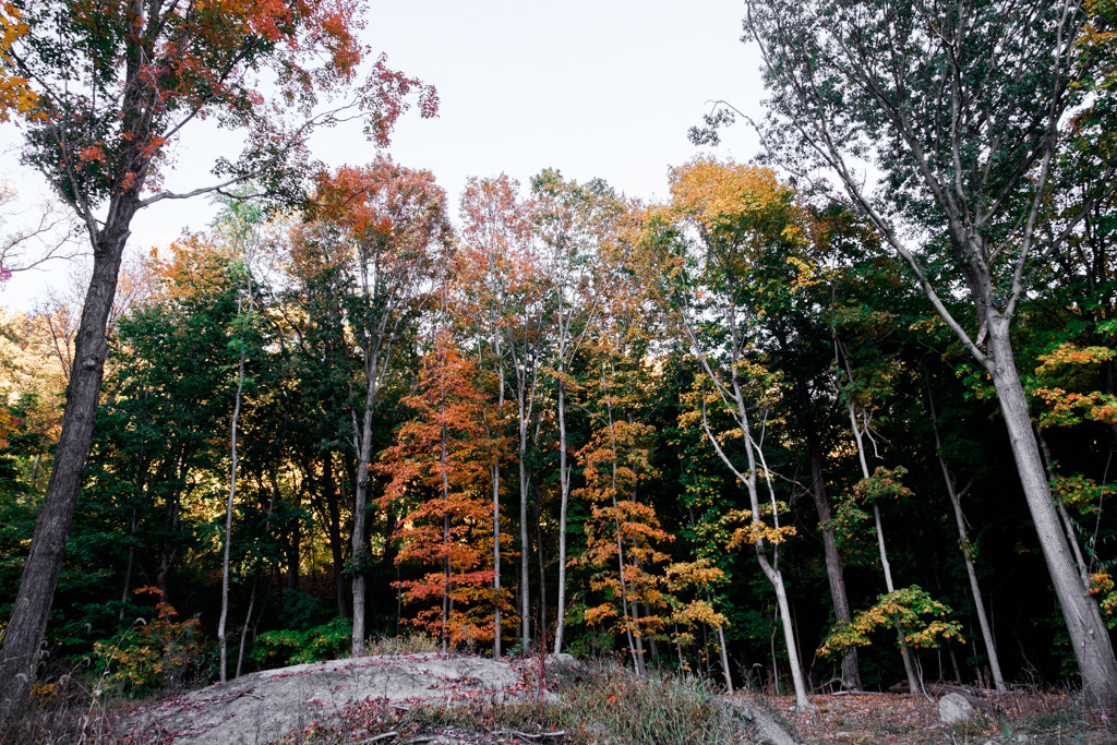 Fujifilm X-Pro2 + Fujifilm XF 18-135mm F3.5-5.6 R LM OIS WR sample photo. Autumn colors in cold spring, ny photography